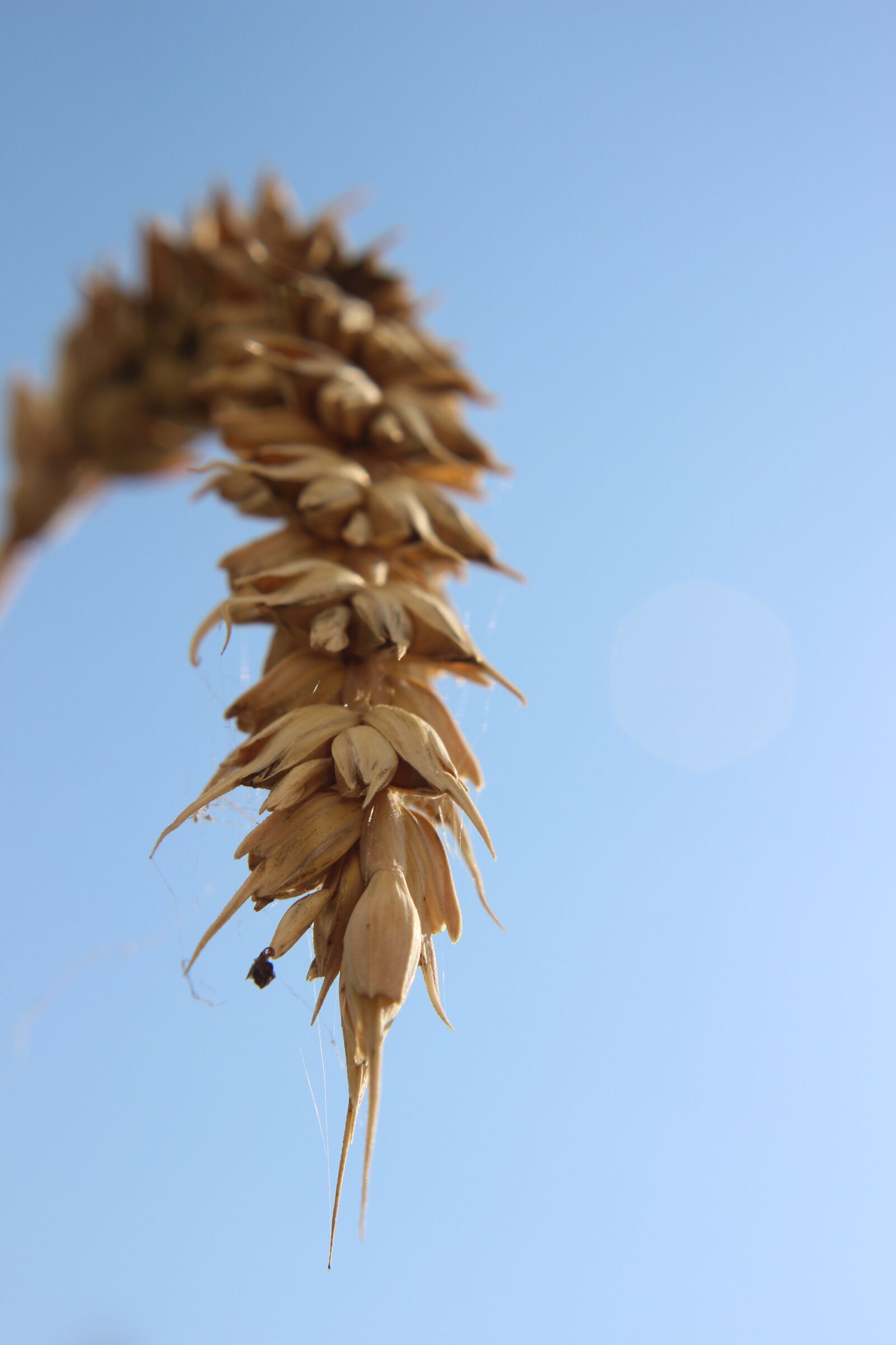 Canon EOS 700D (EOS Rebel T5i / EOS Kiss X7i) sample photo. Wheat, honor, cereals photography