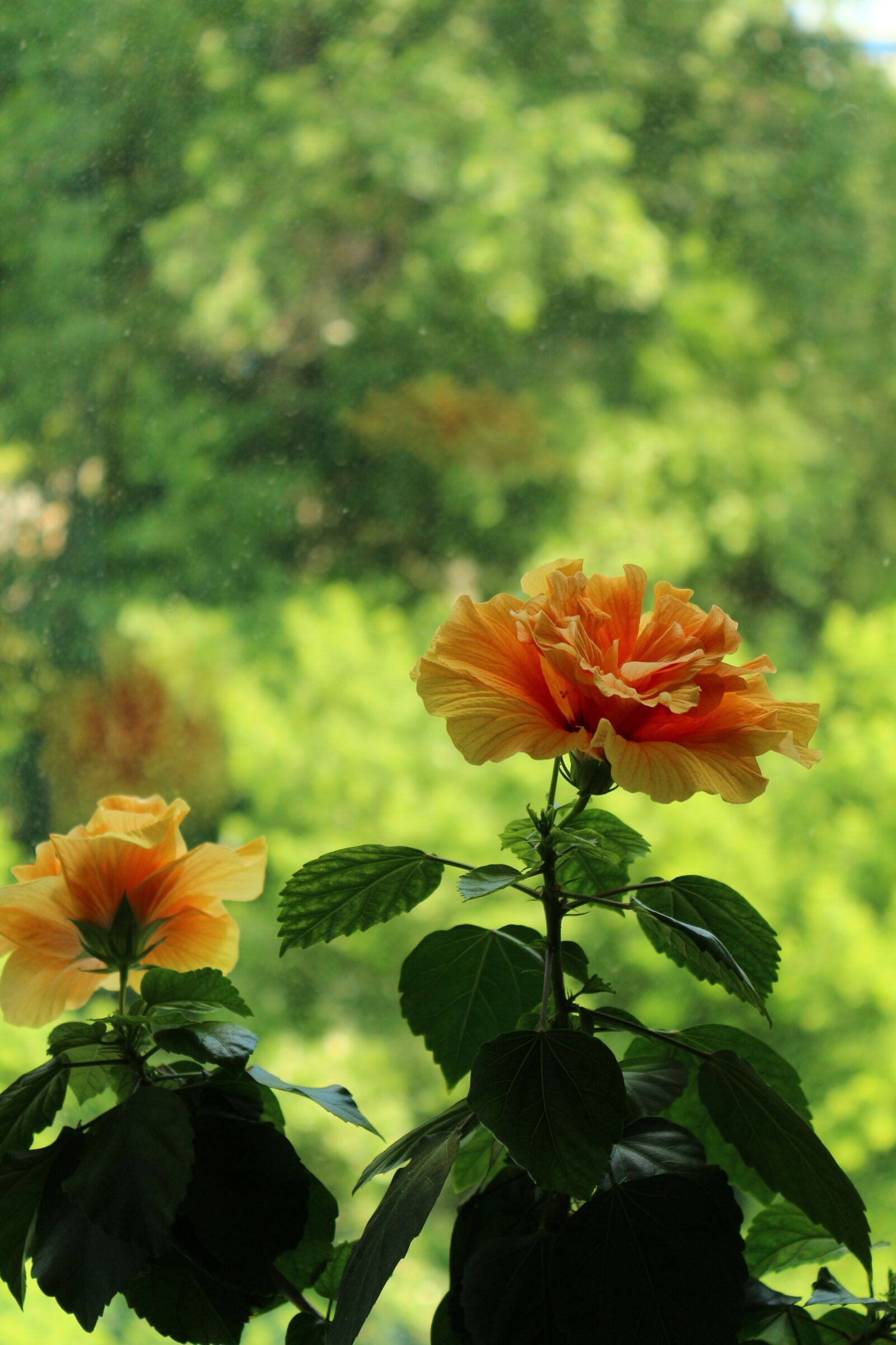 Canon EOS 650D (EOS Rebel T4i / EOS Kiss X6i) sample photo. Hibiscus, summer, bloom photography