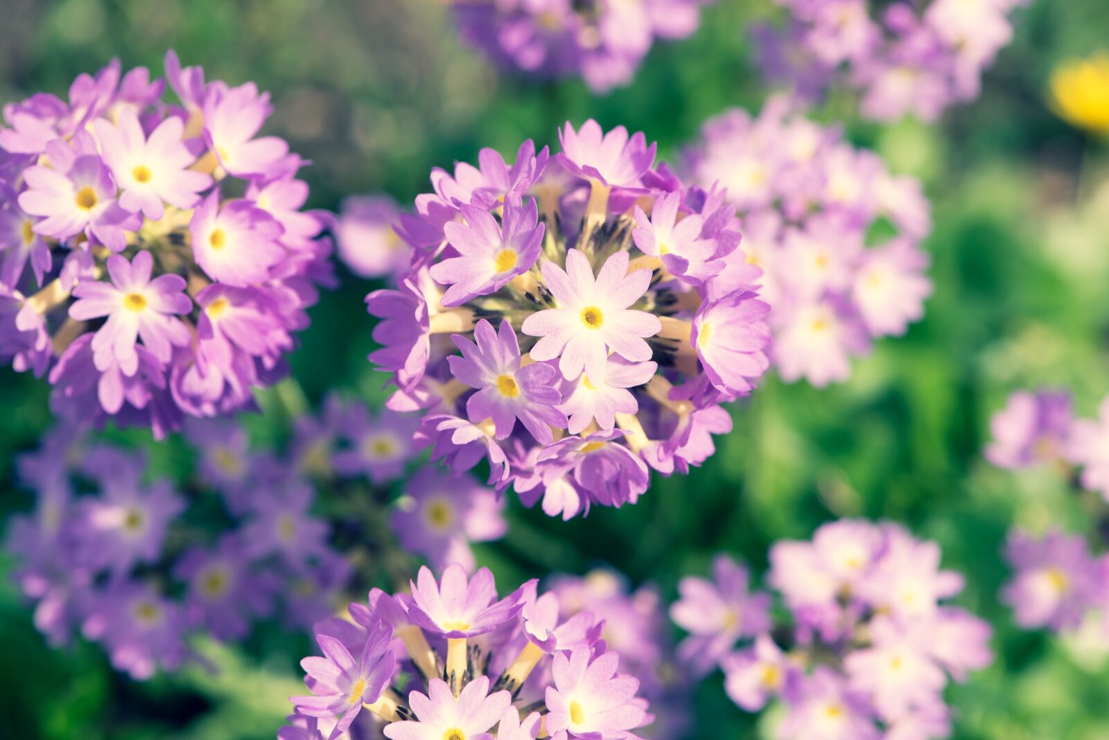 Nikon D750 sample photo. Drumstick, primrose, flowers photography