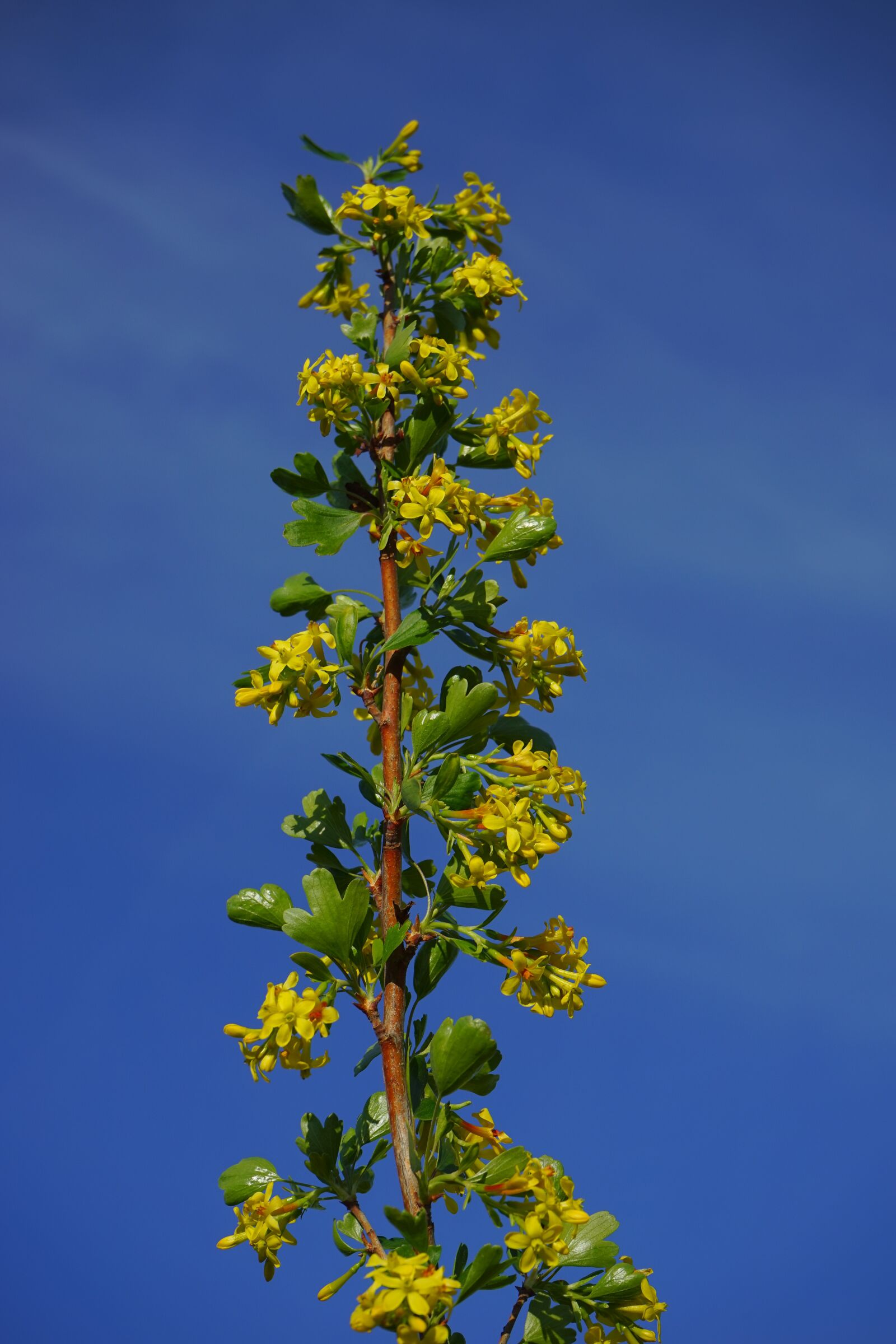 Sony a7 sample photo. Ribes aureum, flowers, yellow photography