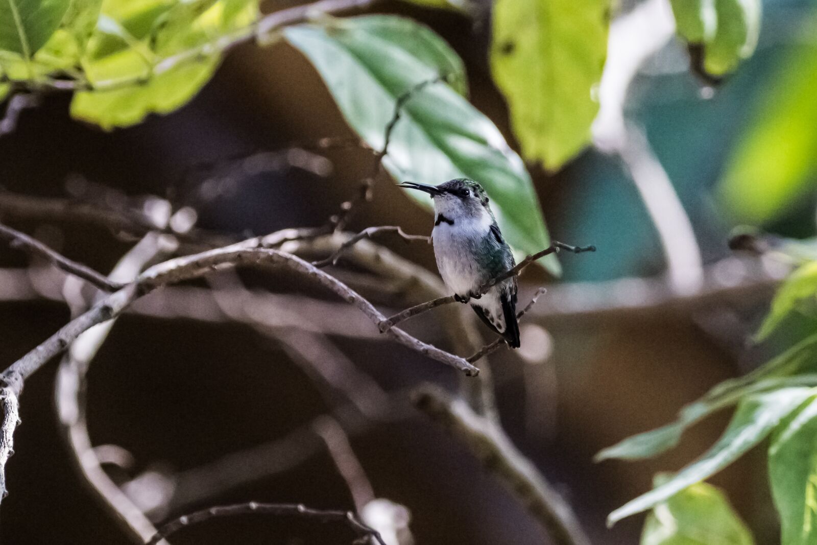Canon EOS 7D Mark II sample photo. Cuba, cienaga de zapata photography