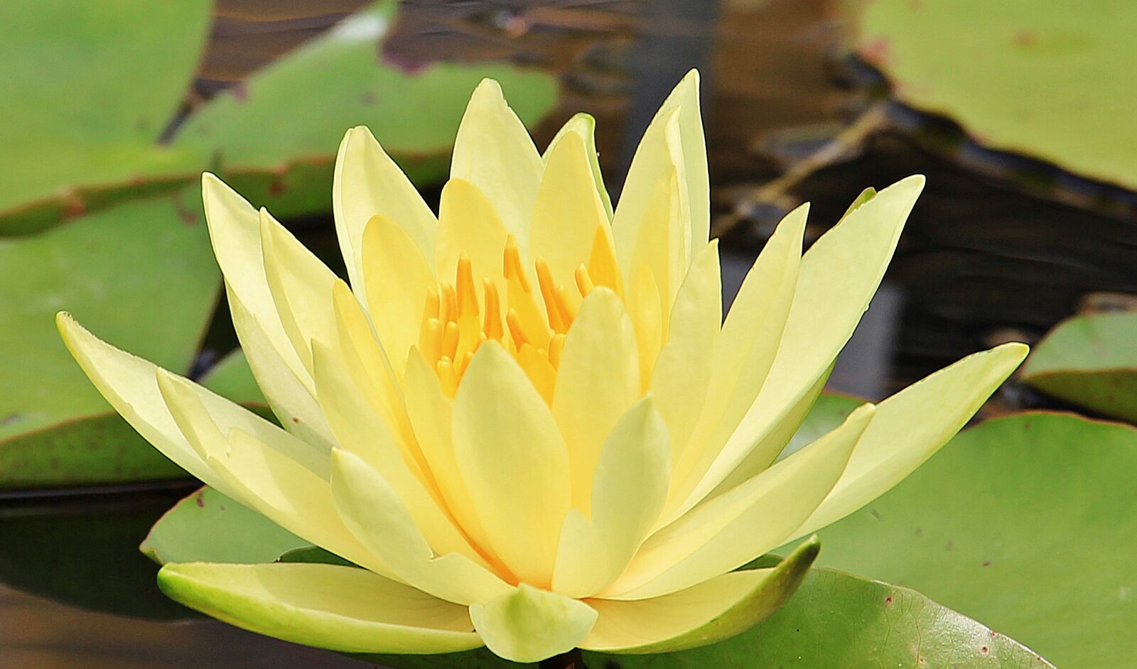 Canon EOS 550D (EOS Rebel T2i / EOS Kiss X4) sample photo. Water lily, nuphar lutea photography