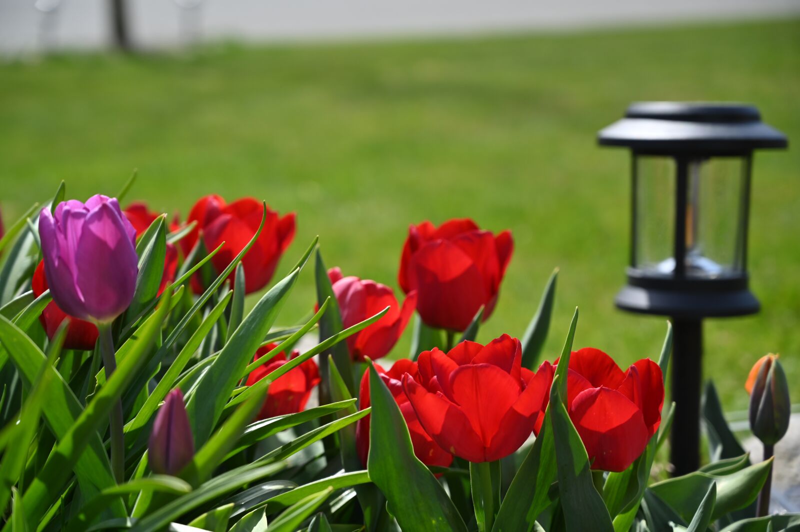 Nikon Z6 sample photo. Tulips, flowers, garden photography