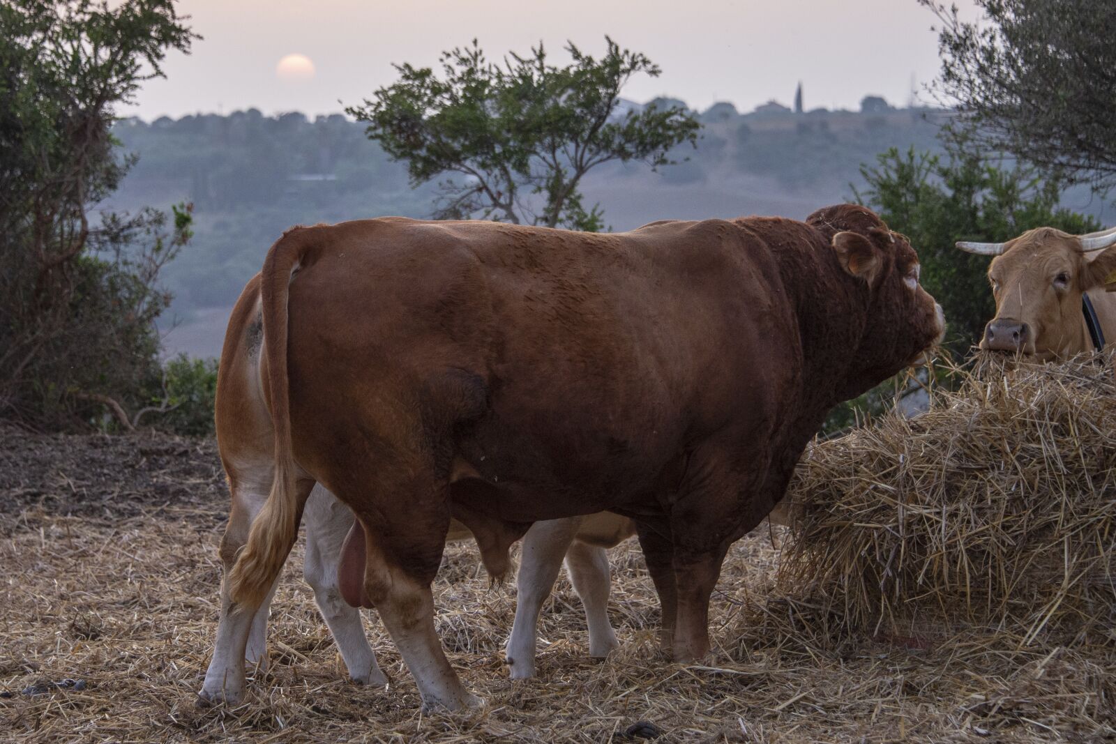 Nikon D600 sample photo. Bull, animal, nature photography