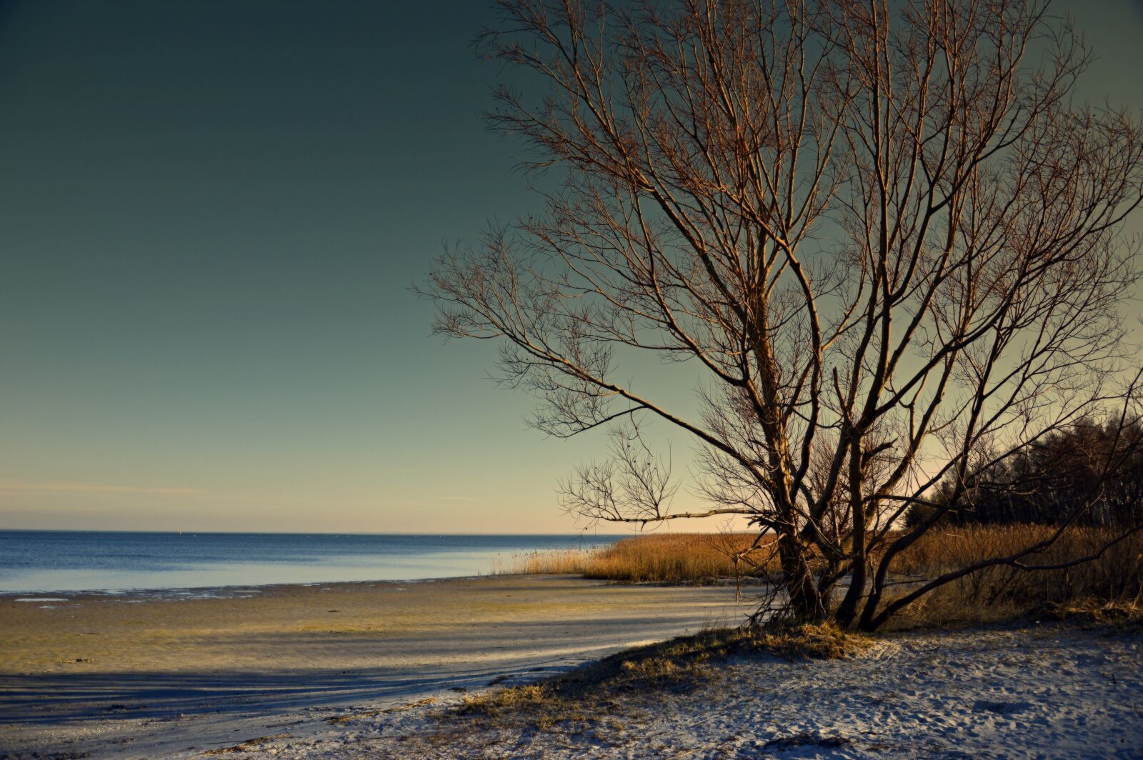 Nikon D3200 sample photo. Tree, landscape, sea photography