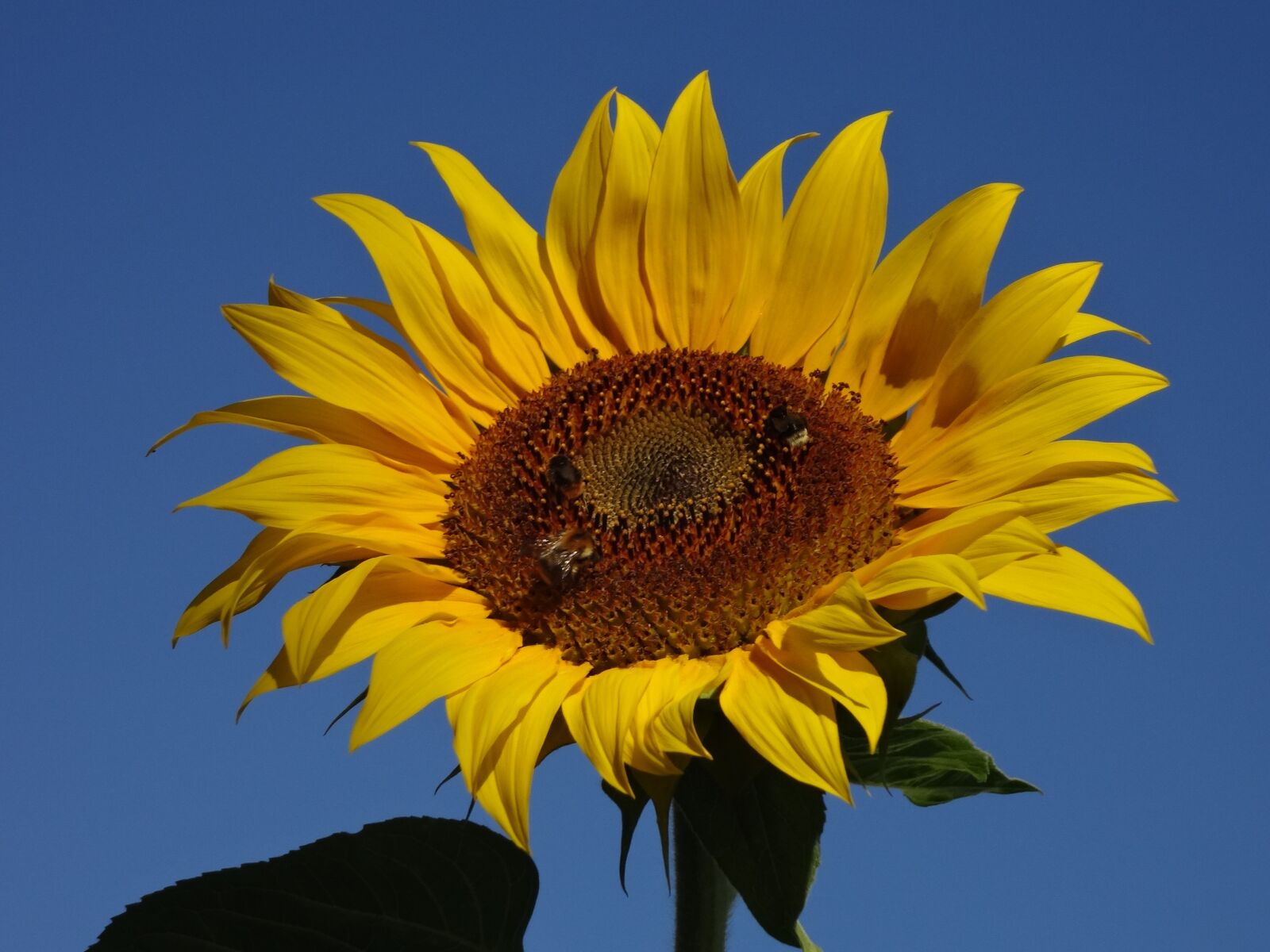Sony Cyber-shot DSC-WX50 sample photo. Sunflower, sky, summer photography