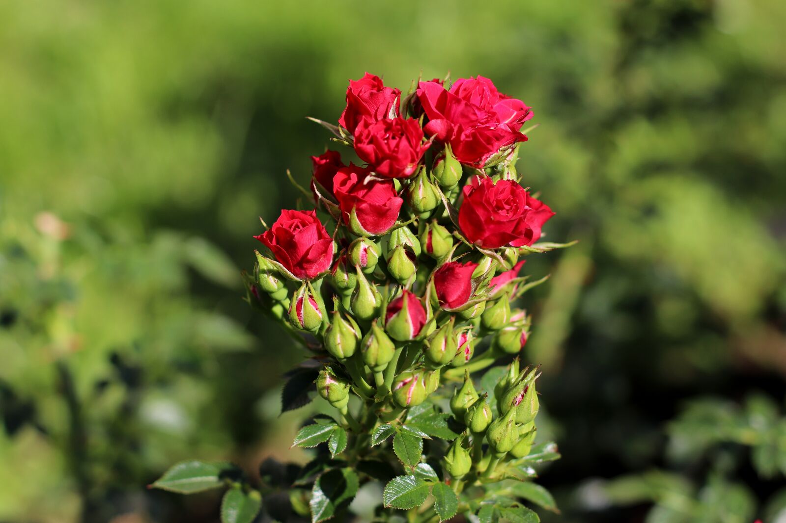 Canon EF 50mm F1.4 USM sample photo. Rose, red, bouquet photography
