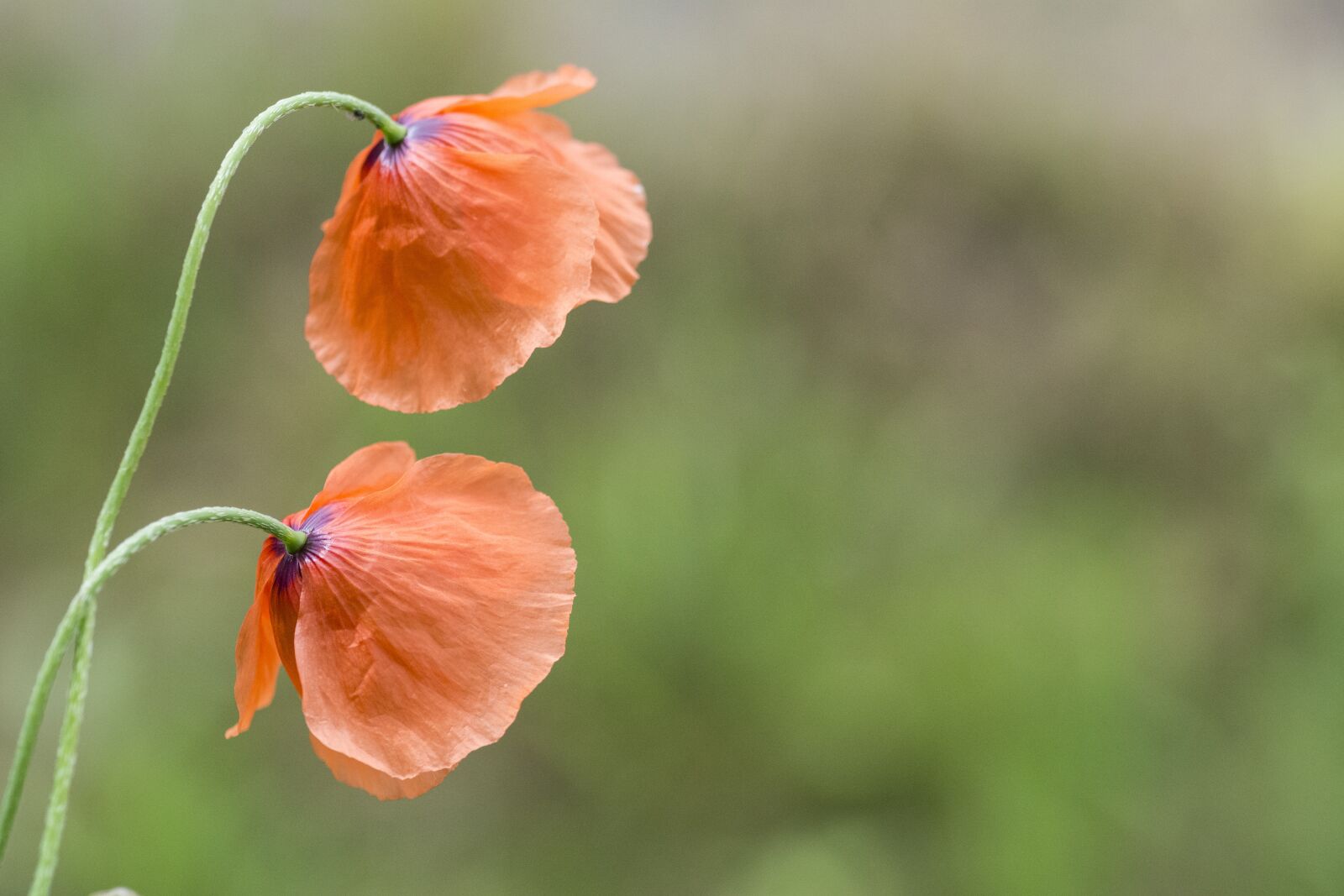 Nikon D5200 sample photo. Poppy, flower, tar photography