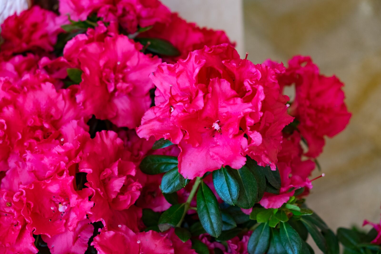 Fujifilm X-T10 sample photo. Flower, azalea, spring photography
