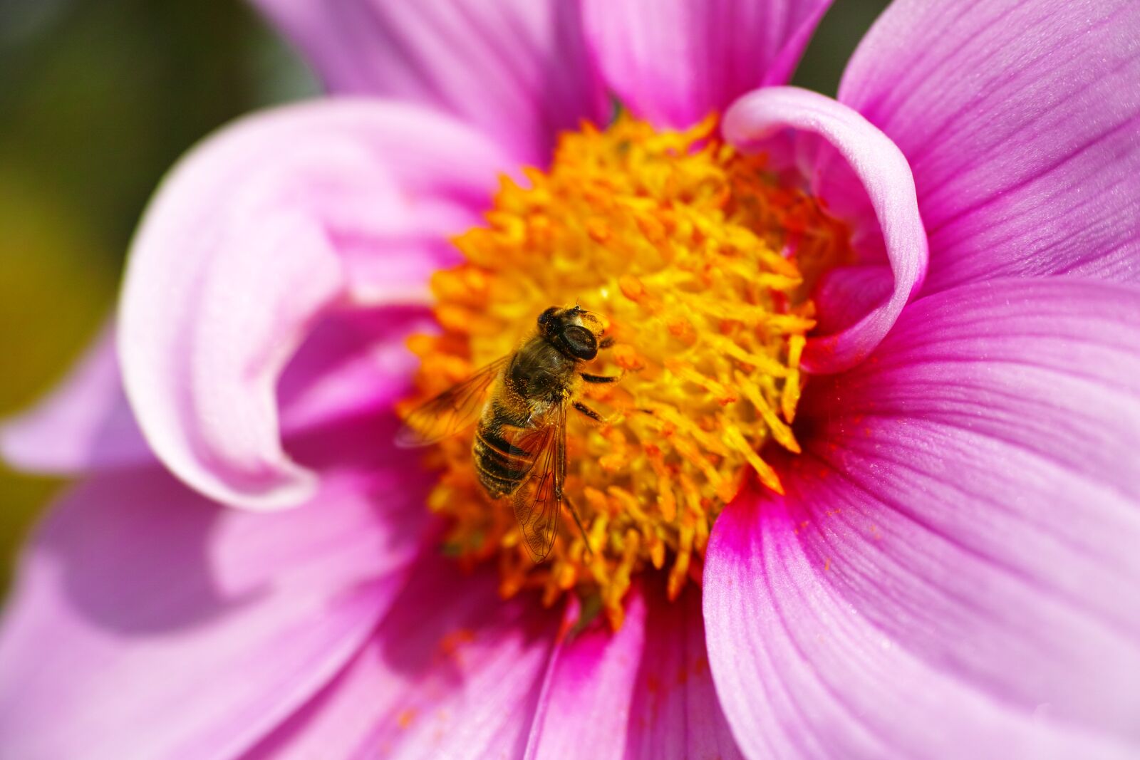 Sigma DP3 Merrill sample photo. Hoverflies, cosmos, pollen photography