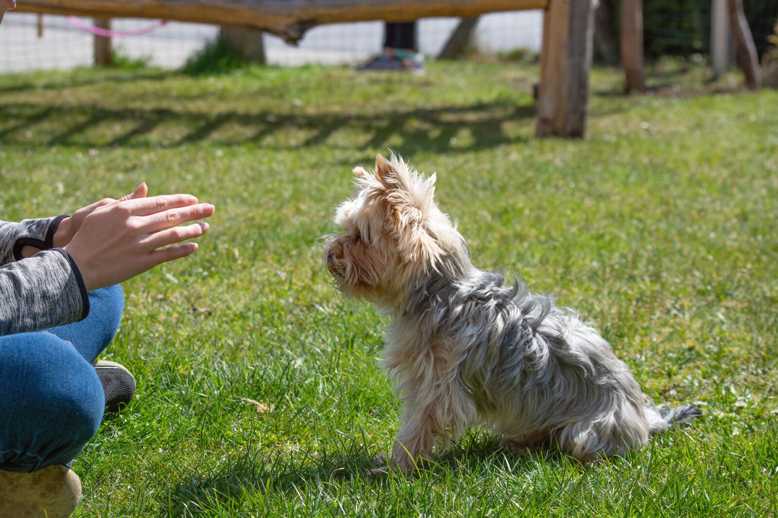 Nikon D7100 sample photo. Dog, small, education photography