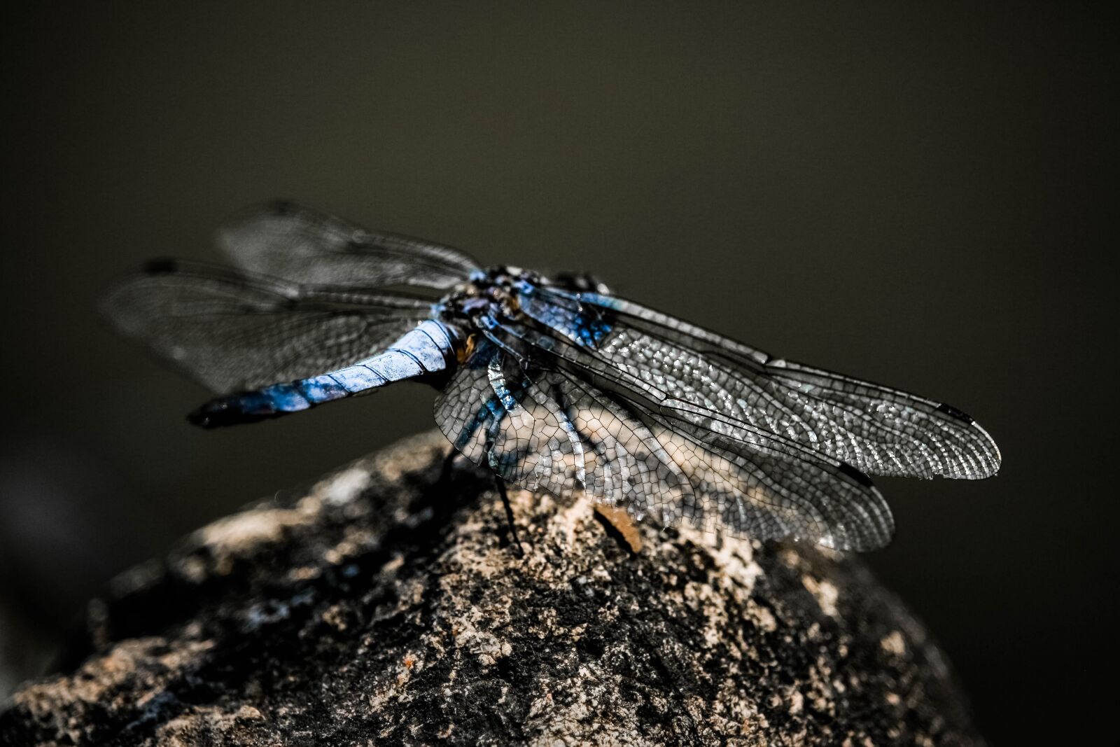 Canon EF-S 55-250mm F4-5.6 IS STM sample photo. Dragonfly, nature, insect photography