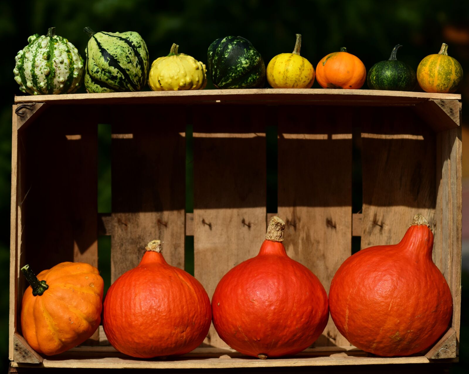 Nikon D3300 sample photo. Pumpkin, thanksgiving, autumn photography