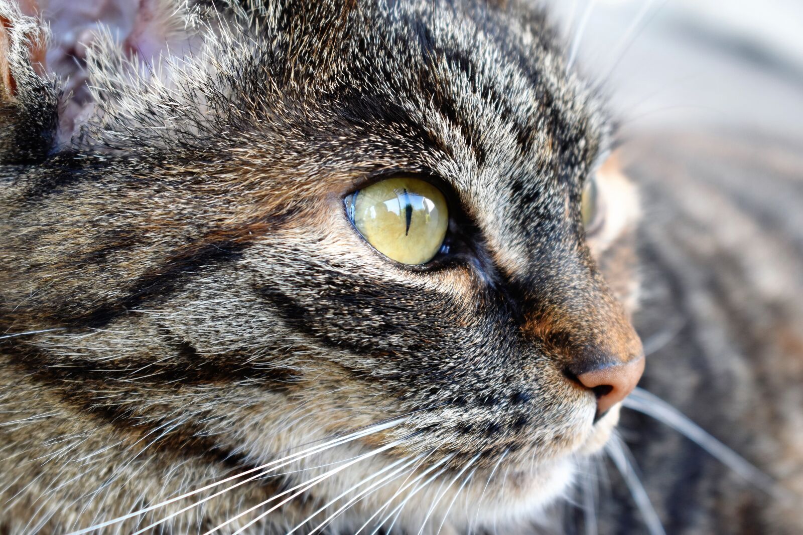 Nikon D5500 sample photo. Cat, animal, pet photography