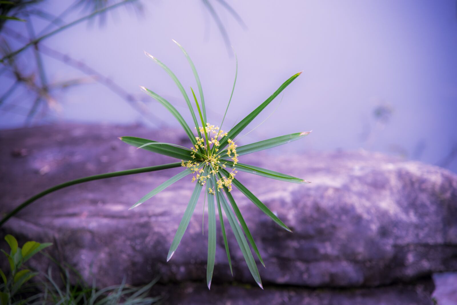 Nikon D750 sample photo. Flower, petals, plant photography