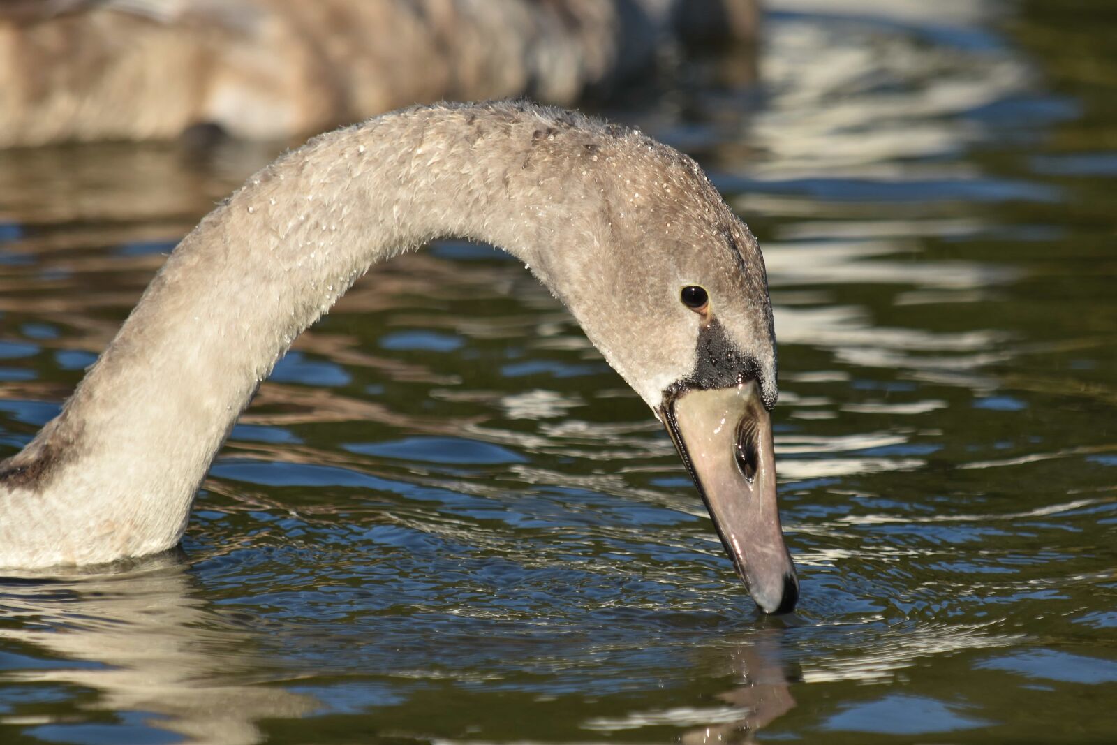 Nikon D5500 sample photo. Feather, head, neck, swan photography
