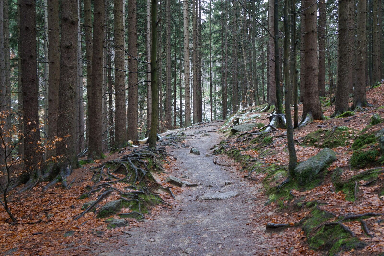Sony Alpha a3000 sample photo. Forest path, giant mountains photography