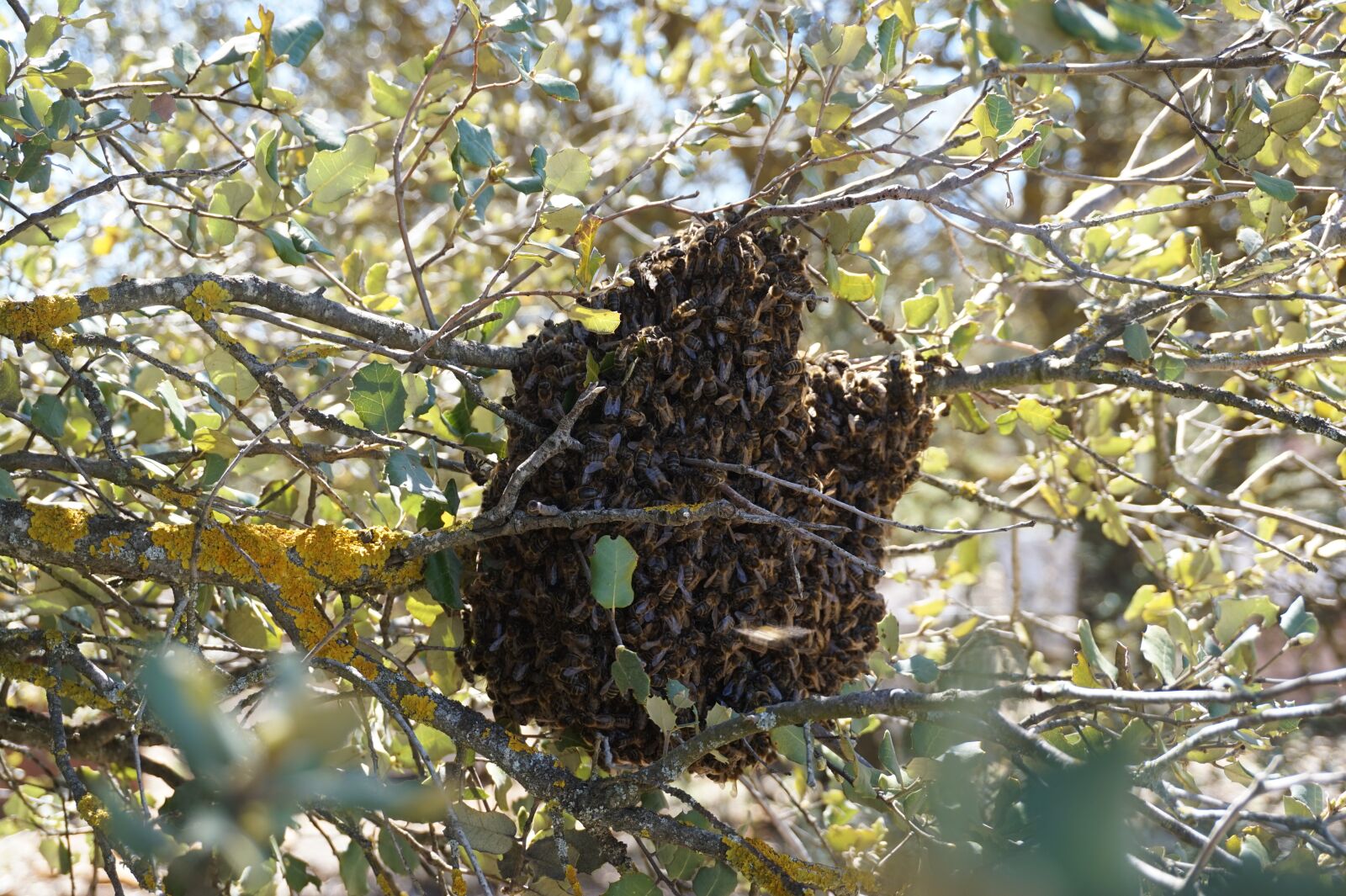 Sony Alpha a5000 (ILCE 5000) sample photo. Swarm, bees, beekeeping photography