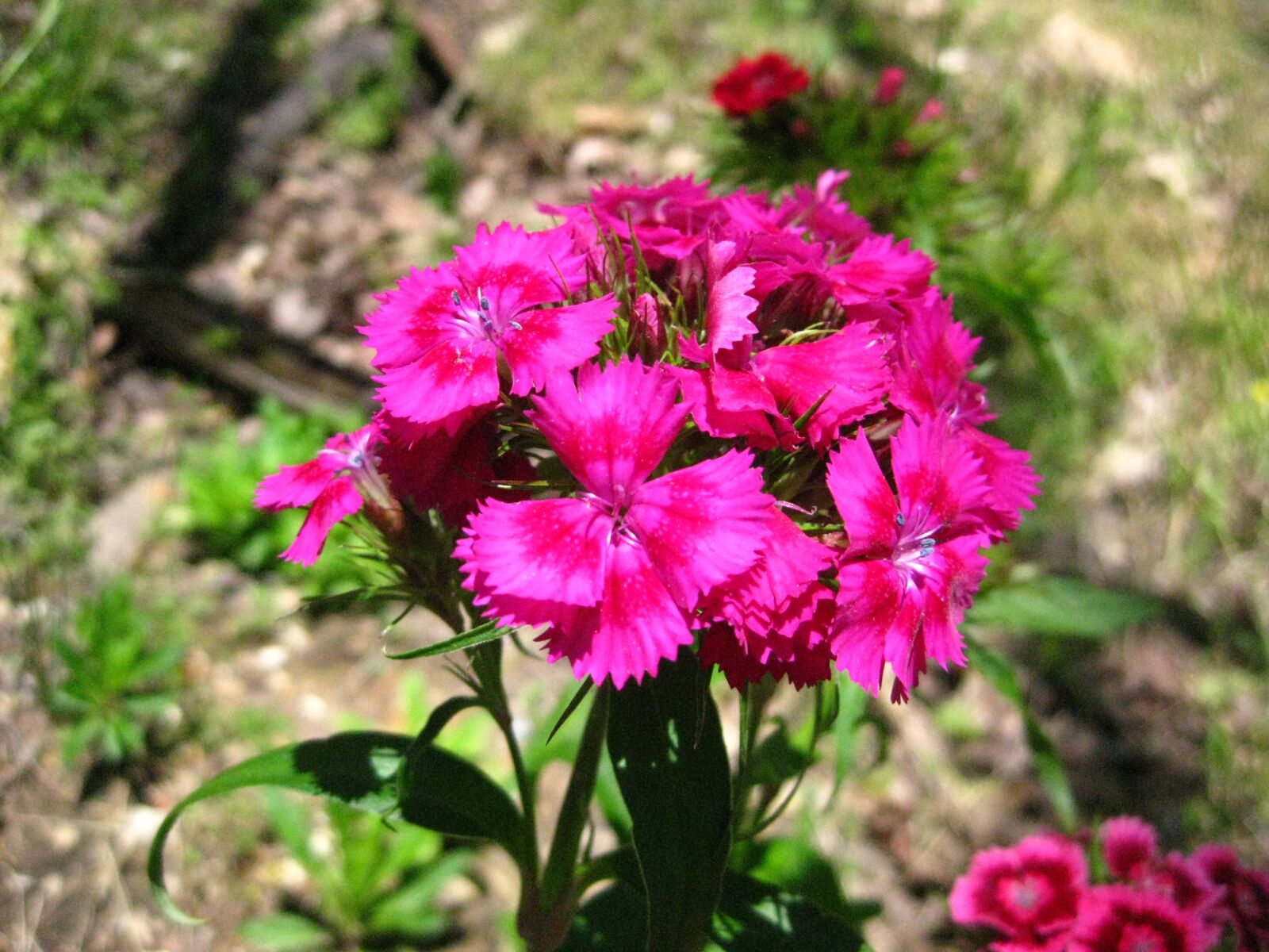 Canon PowerShot SD1100 IS (Digital IXUS 80 IS / IXY Digital 20 IS) sample photo. Dianthus, petals, blossoms photography