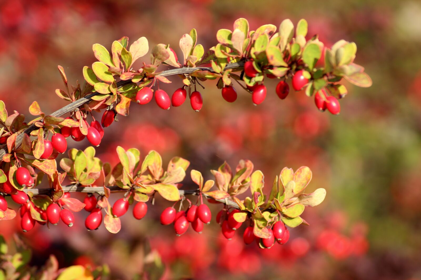 Canon EOS 1200D (EOS Rebel T5 / EOS Kiss X70 / EOS Hi) sample photo. Barberry, red fruits, autumn photography