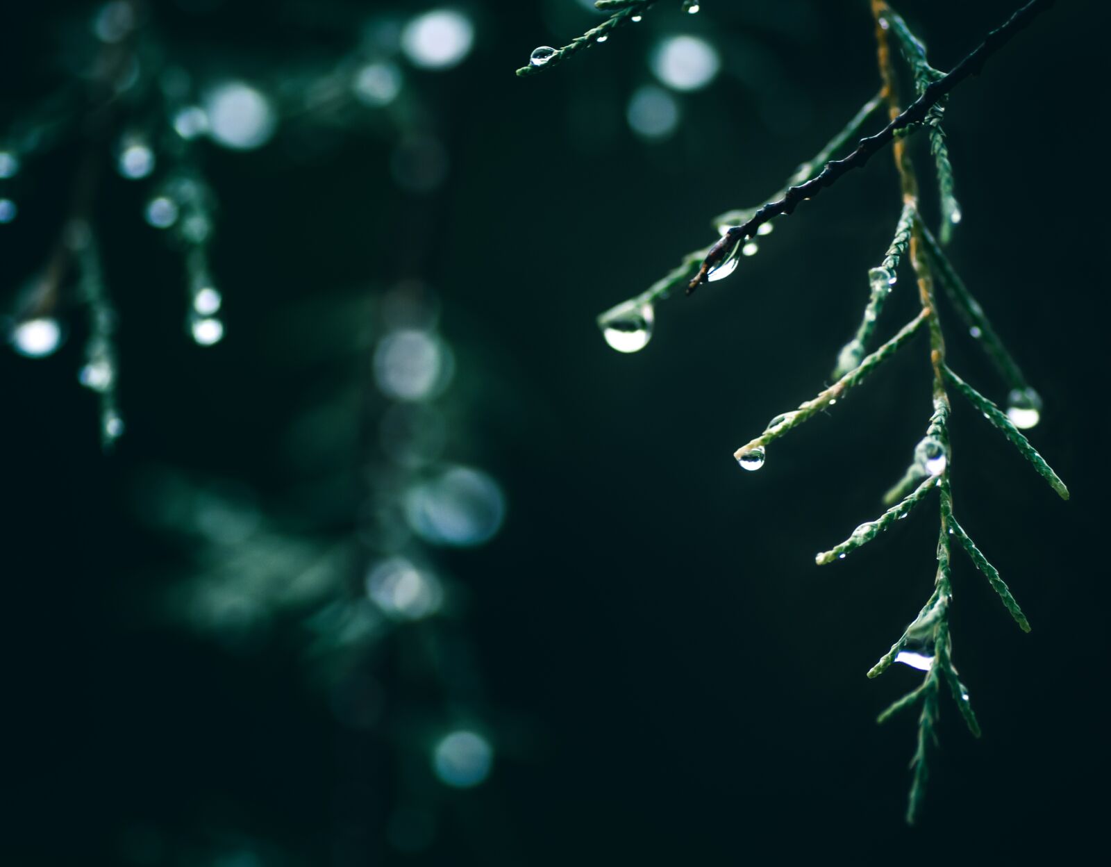 Nikon D5300 sample photo. Green, plants, mysterious photography
