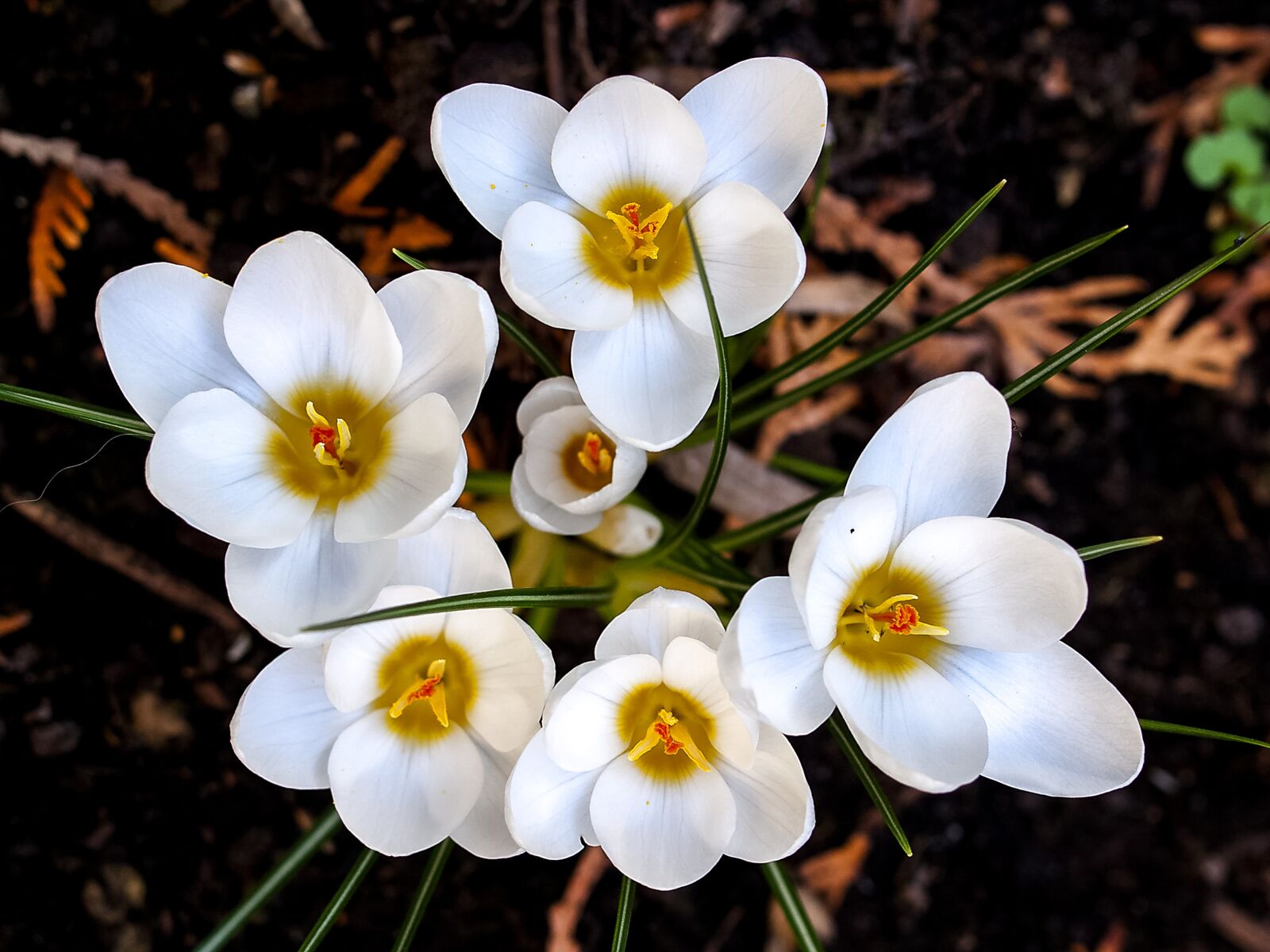 Olympus E-520 (EVOLT E-520) + OLYMPUS 35mm Lens sample photo. Crocus, flower, plant photography