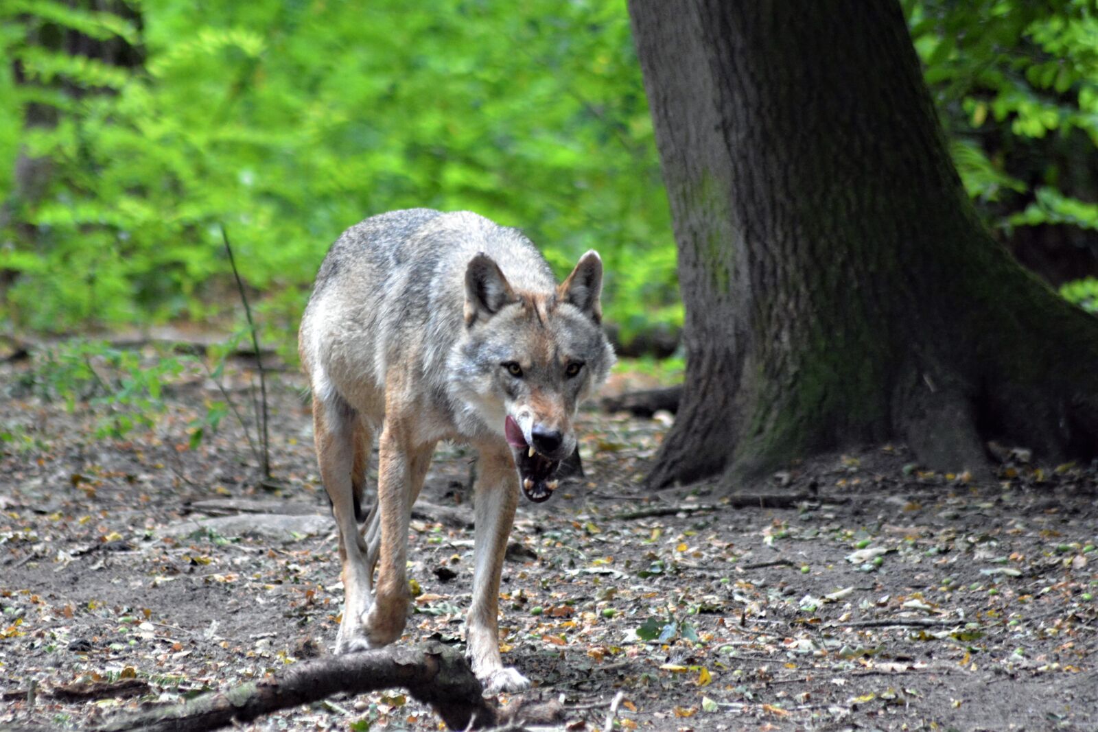 Nikon D5200 sample photo. Wolf, close up, forest photography