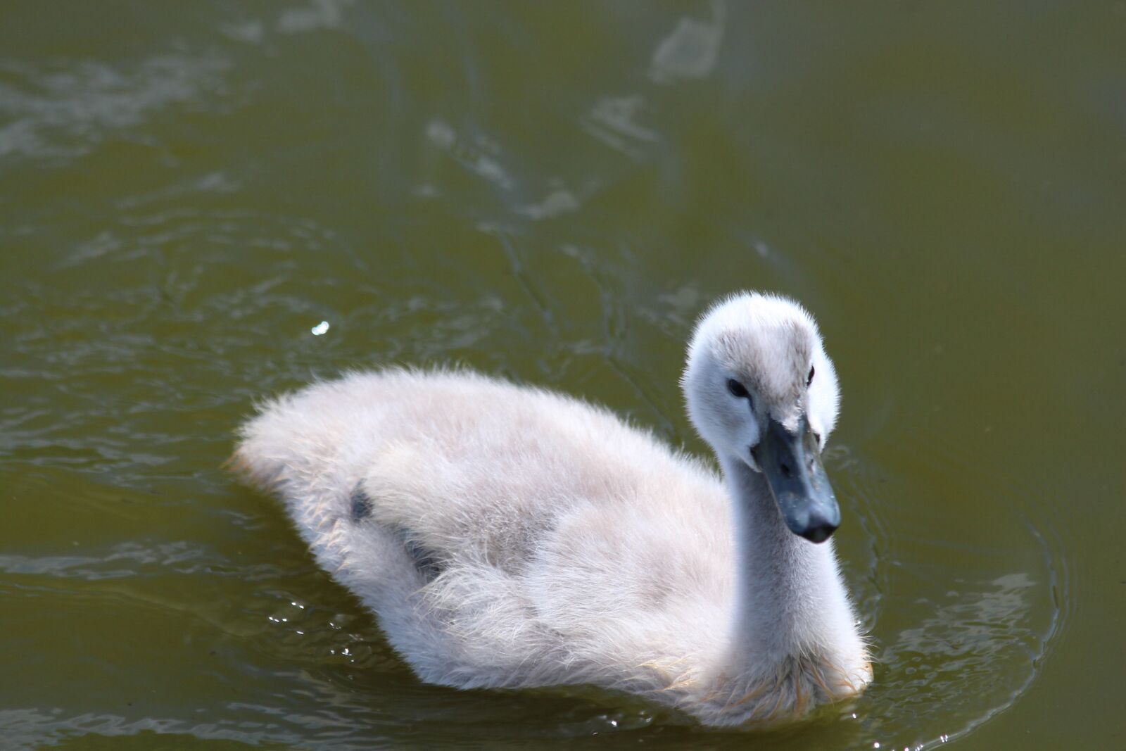 Canon EOS 650D (EOS Rebel T4i / EOS Kiss X6i) sample photo. Chick, young, swan photography