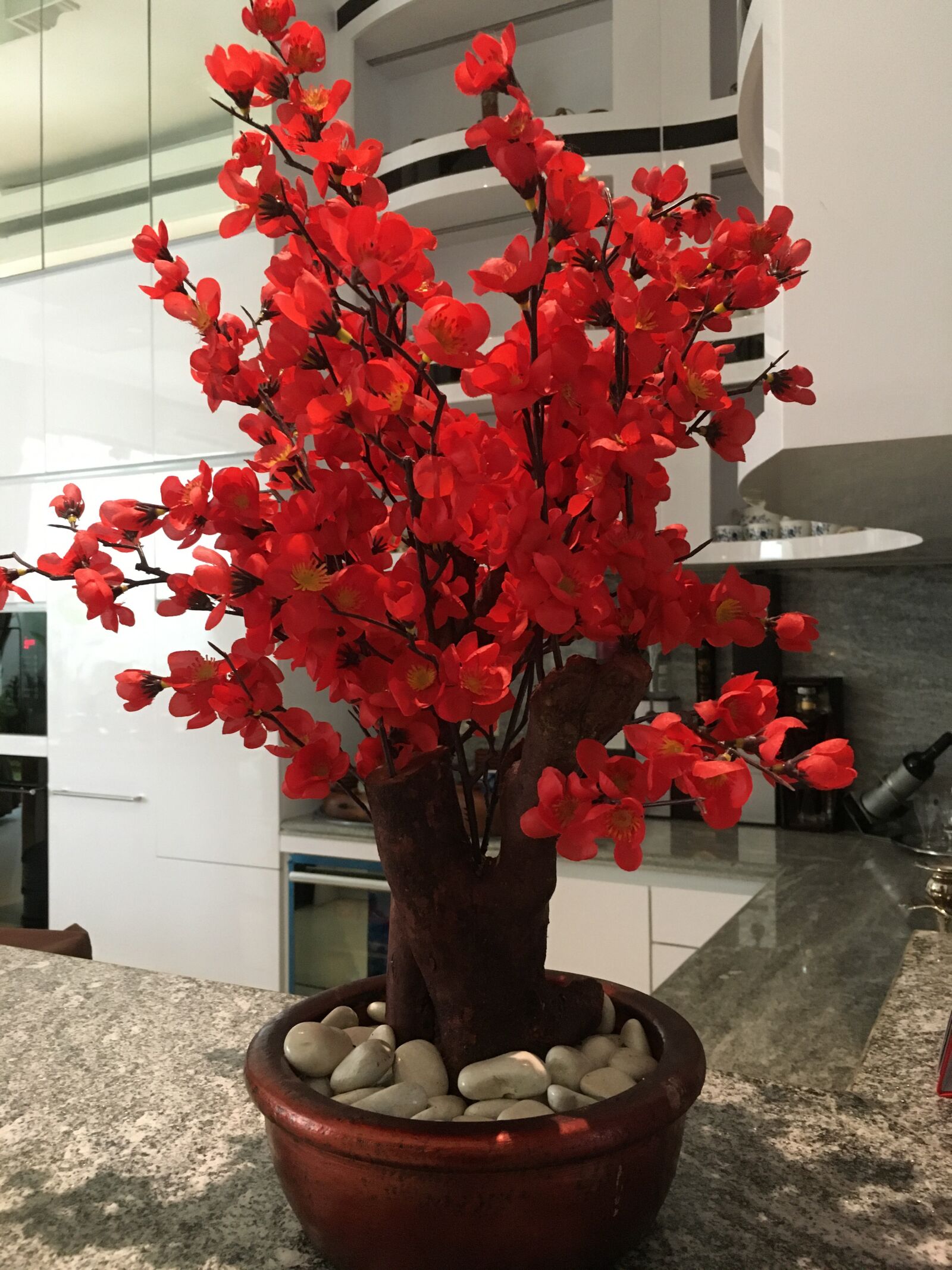 Apple iPhone 6s sample photo. Flowers, indonesian, gorgeous photography