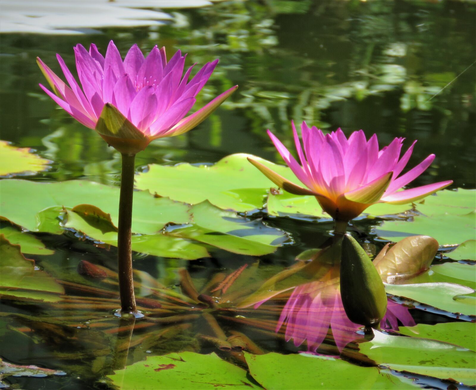 Canon PowerShot SX60 HS sample photo. Lotus, flowers, pond photography