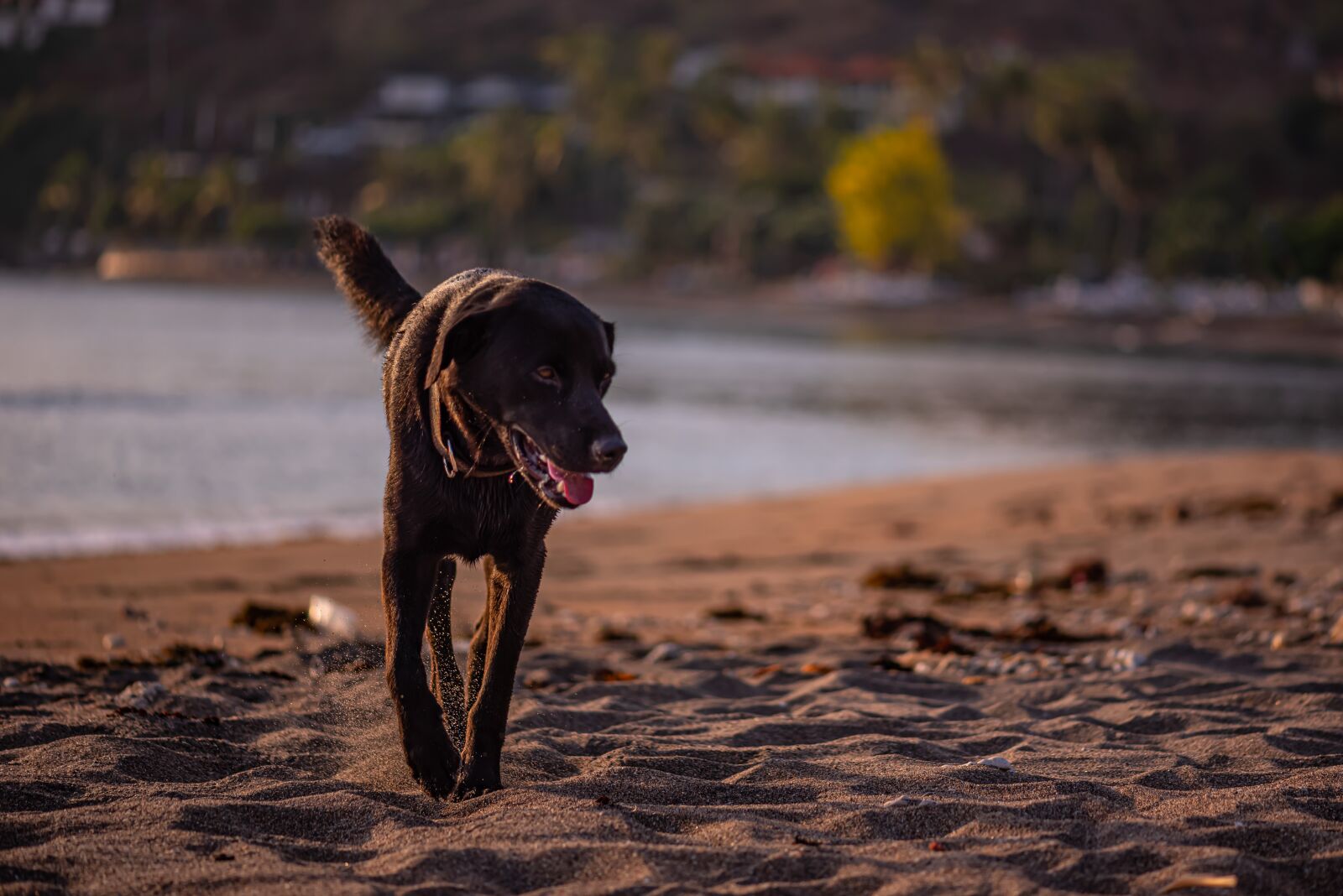 Nikon D750 sample photo. Dog, beach, sand photography