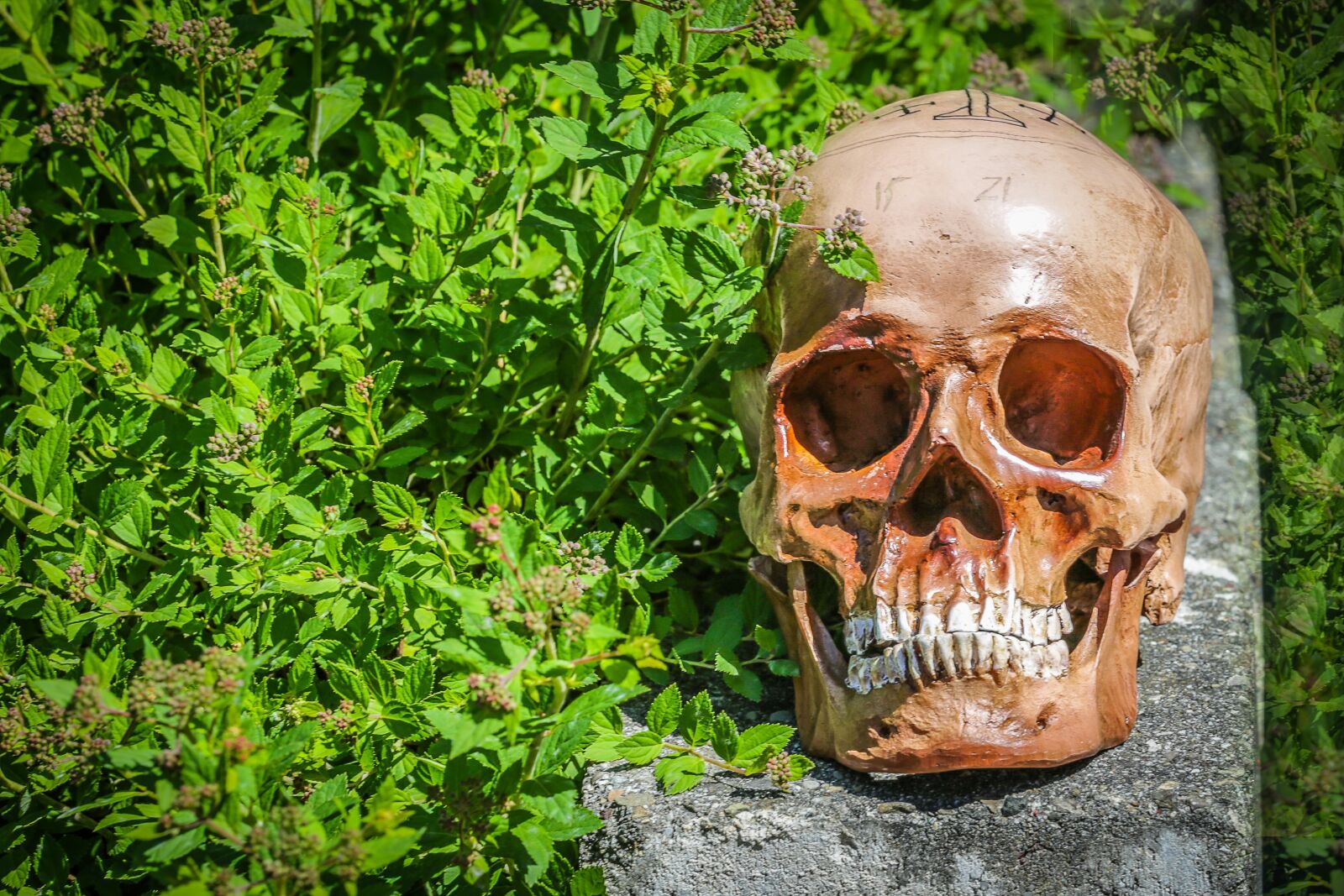 Canon EOS 5D Mark III sample photo. Death, die, skeleton photography