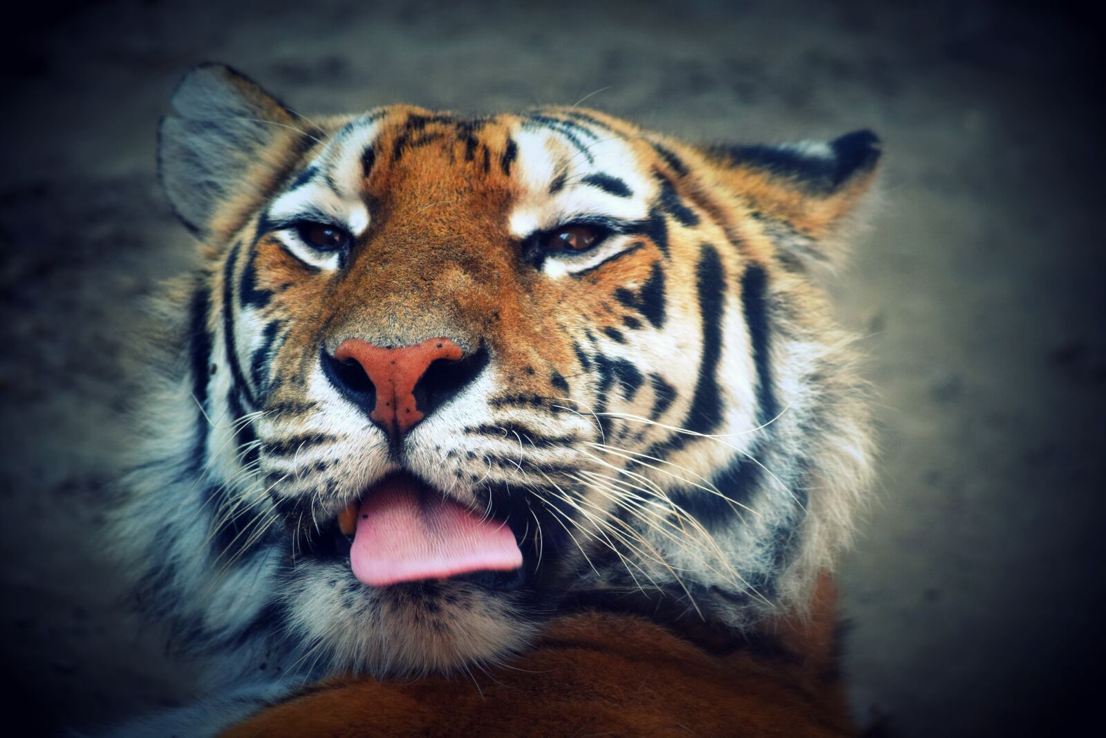 Nikon D3300 sample photo. Tiger, language, feline photography