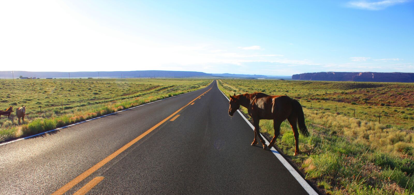 Canon EOS 450D (EOS Rebel XSi / EOS Kiss X2) sample photo. Road, crossing, horse photography