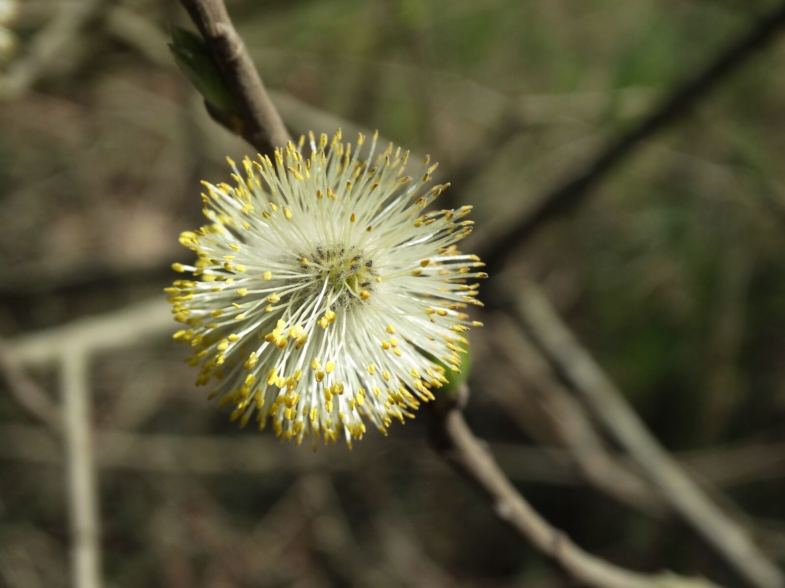 Sony Cyber-shot DSC-HX300 sample photo. Forest, plant, nature photography