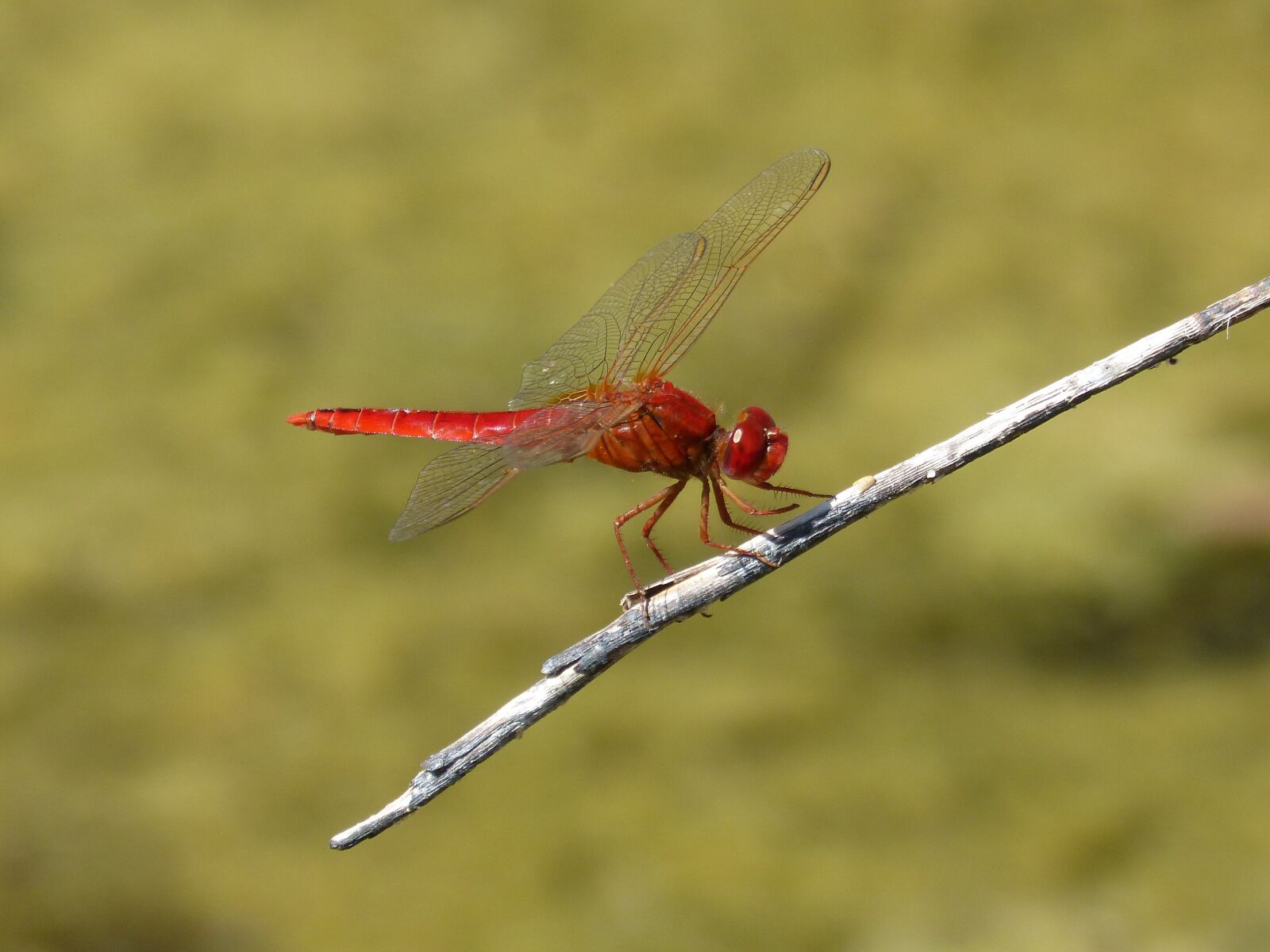 Panasonic DMC-FZ62 sample photo. Red dragonfly, dragonfly, branch photography
