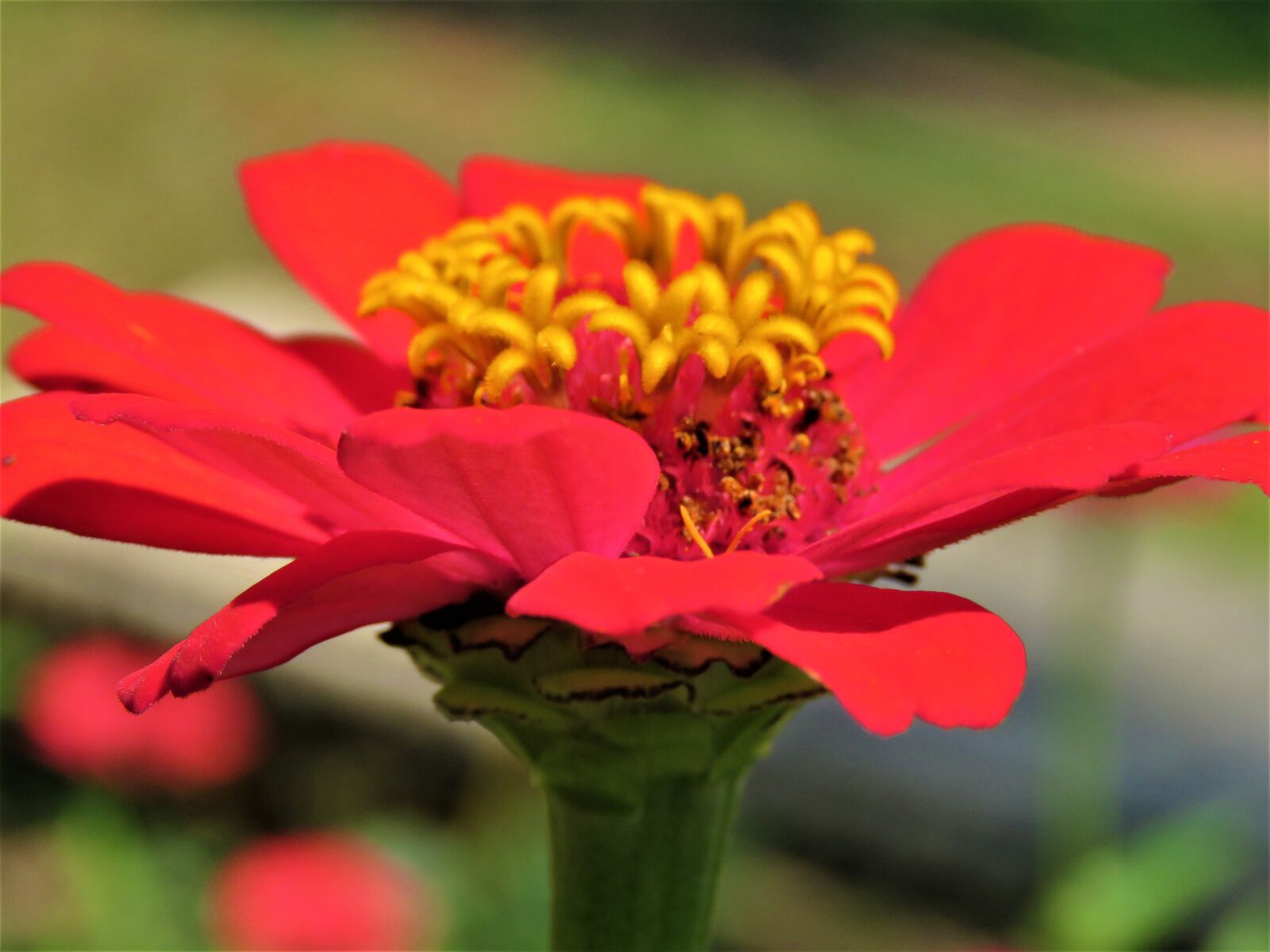 Canon PowerShot SX60 HS sample photo. Zinnia, flower, plant photography