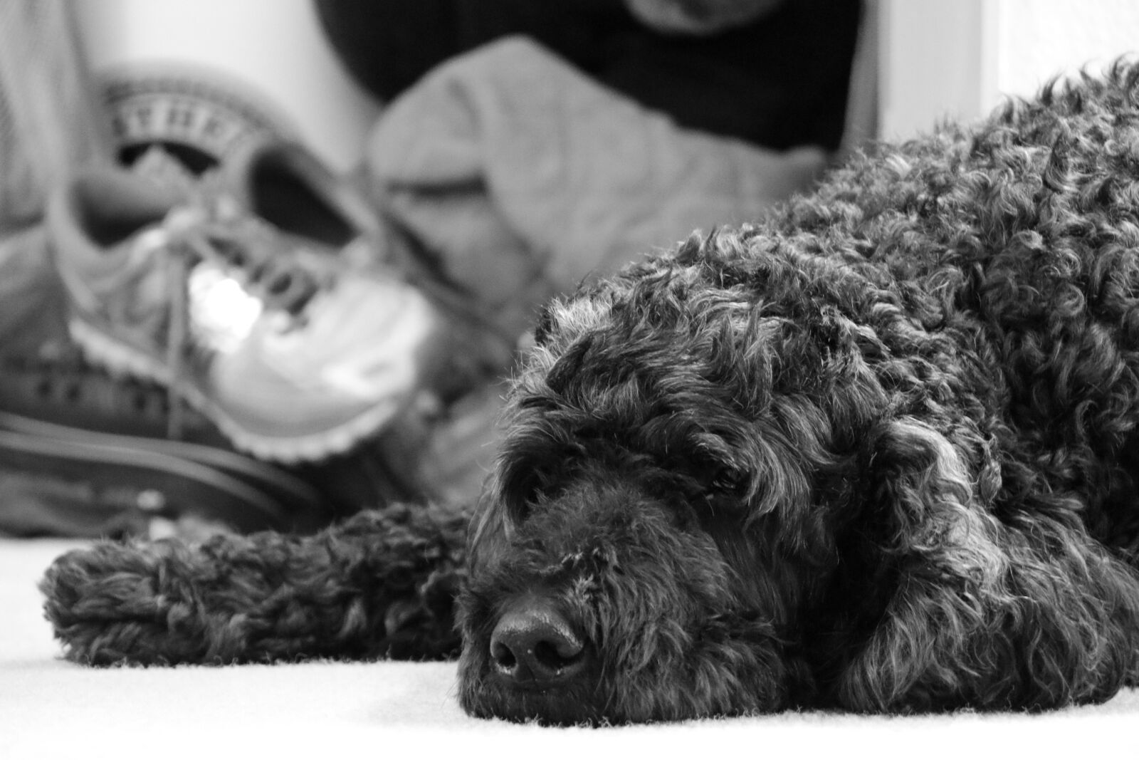Canon EOS 80D sample photo. Dog, sad, pout photography