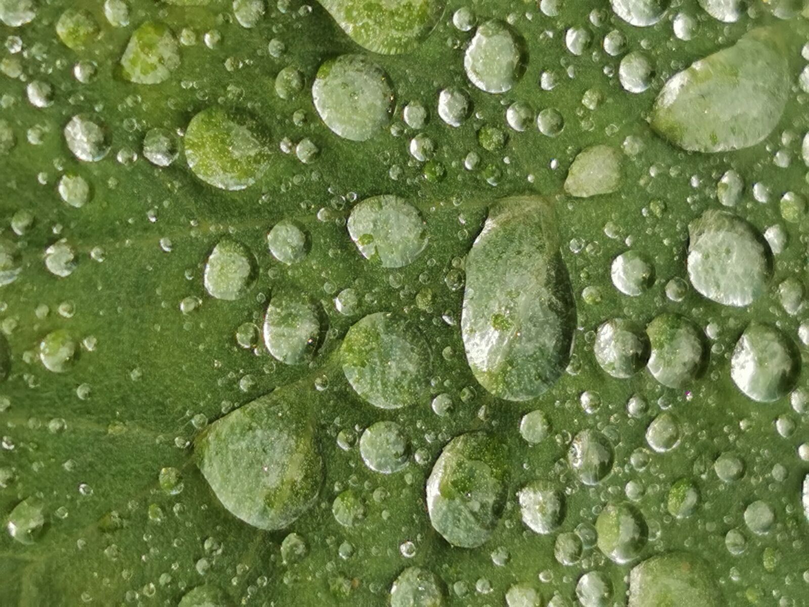 HUAWEI VOG-L29 sample photo. Leaf, raindrop, green photography