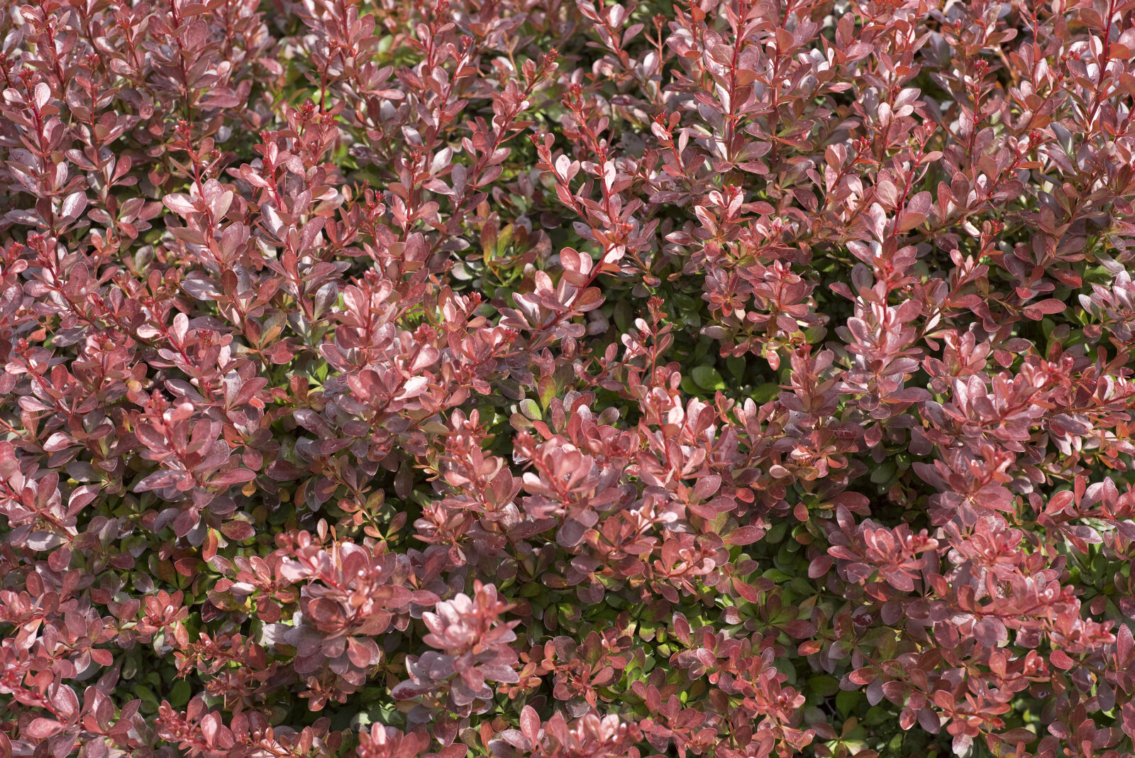 Nikon D610 + Nikon AF Nikkor 50mm F1.8D sample photo. Nature, red, bush, spring photography