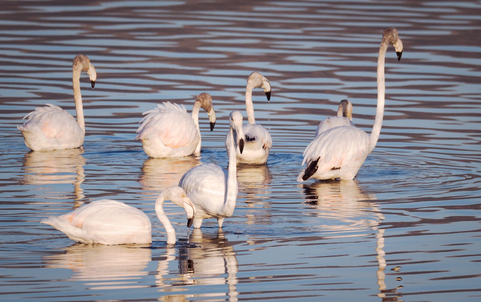 M.300mm F4.0 + MC-14 sample photo. Flamingoes, flamingos, swan photography