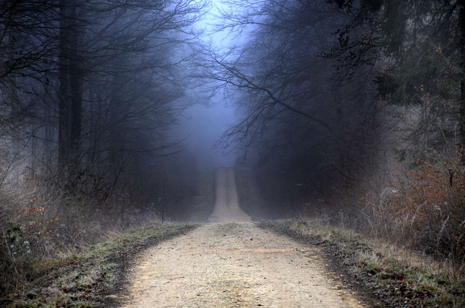 Nikon D5100 sample photo. Forest, winter, path photography