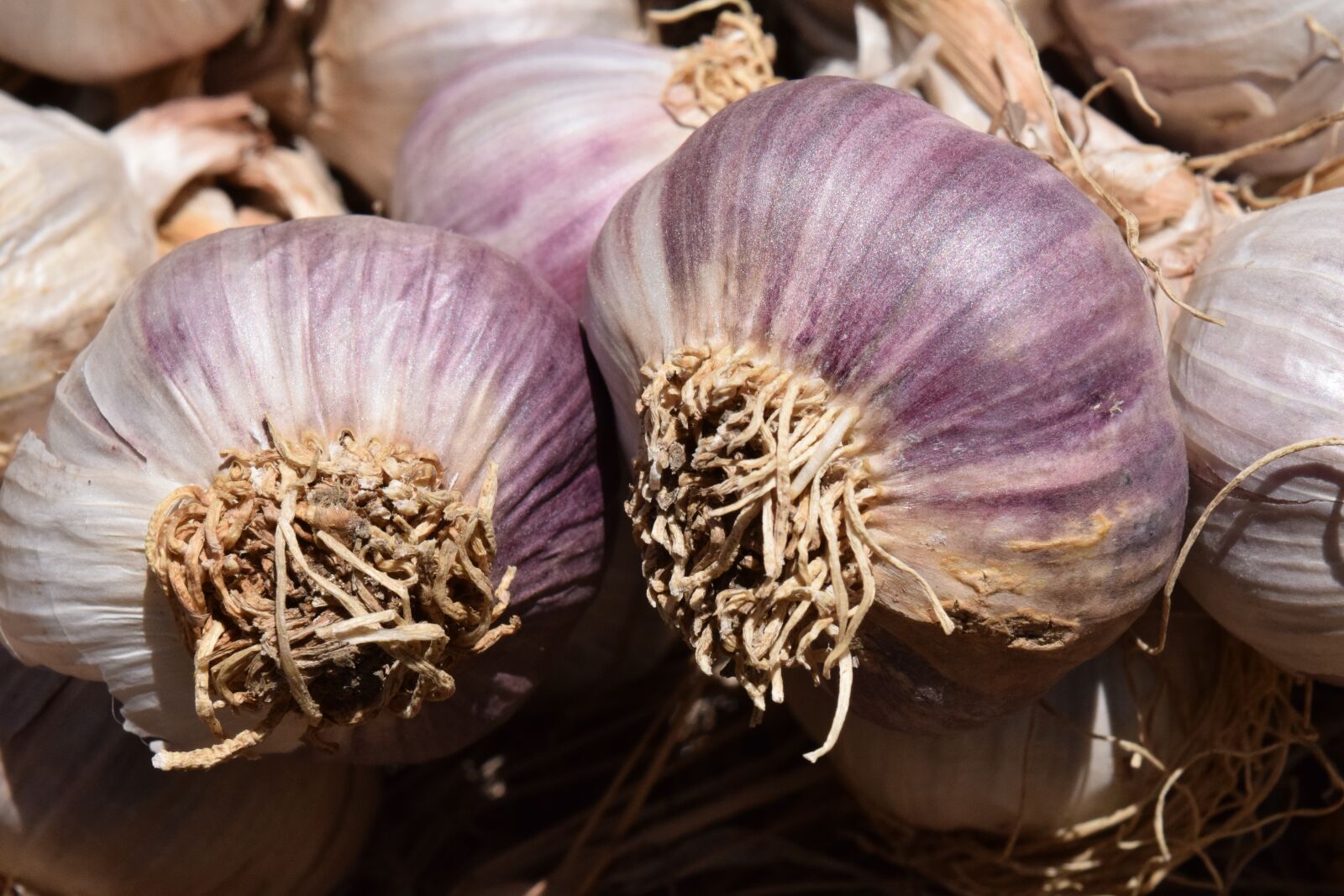 Nikon D3300 sample photo. Garlic, heads of garlic photography