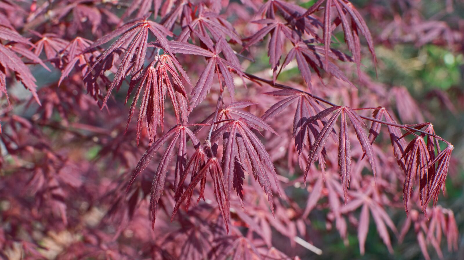 Nikon D3300 sample photo. Japanese maple leaves, new photography