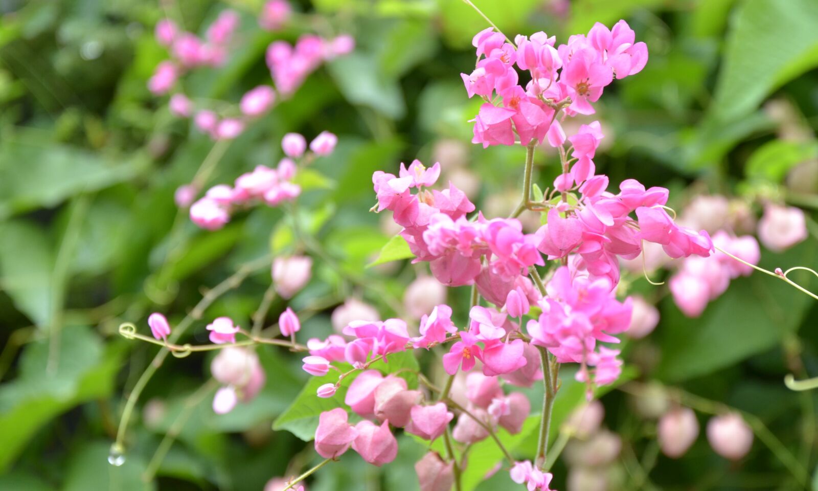 Nikon D7000 sample photo. Flowers, garden, nature, pink photography