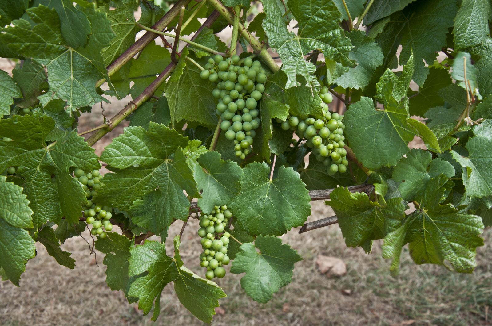 Nikon D90 sample photo. Grapes, grapevine, pinot noir photography