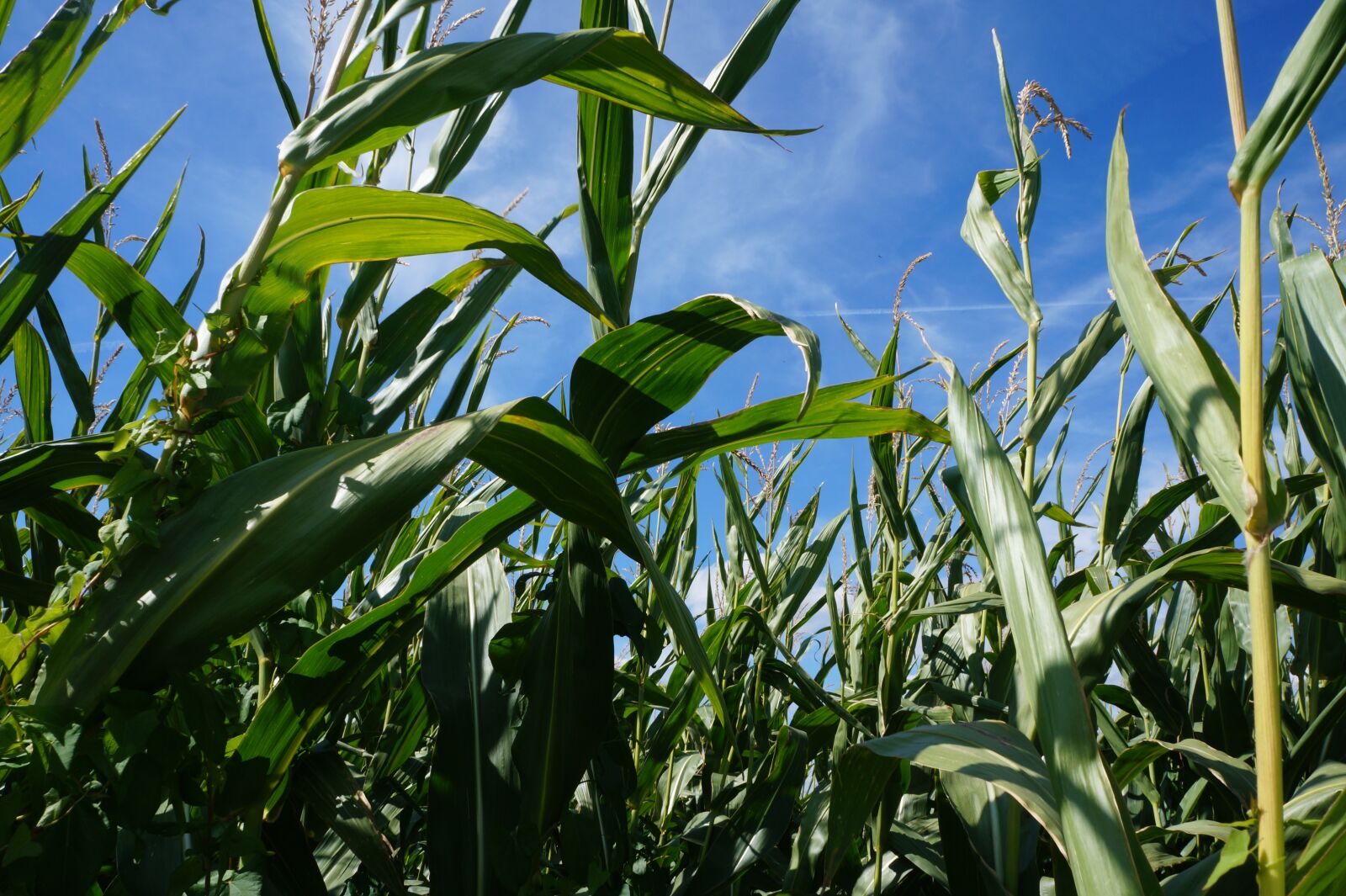Sony Alpha a3000 sample photo. Corn, agriculture, harvest photography