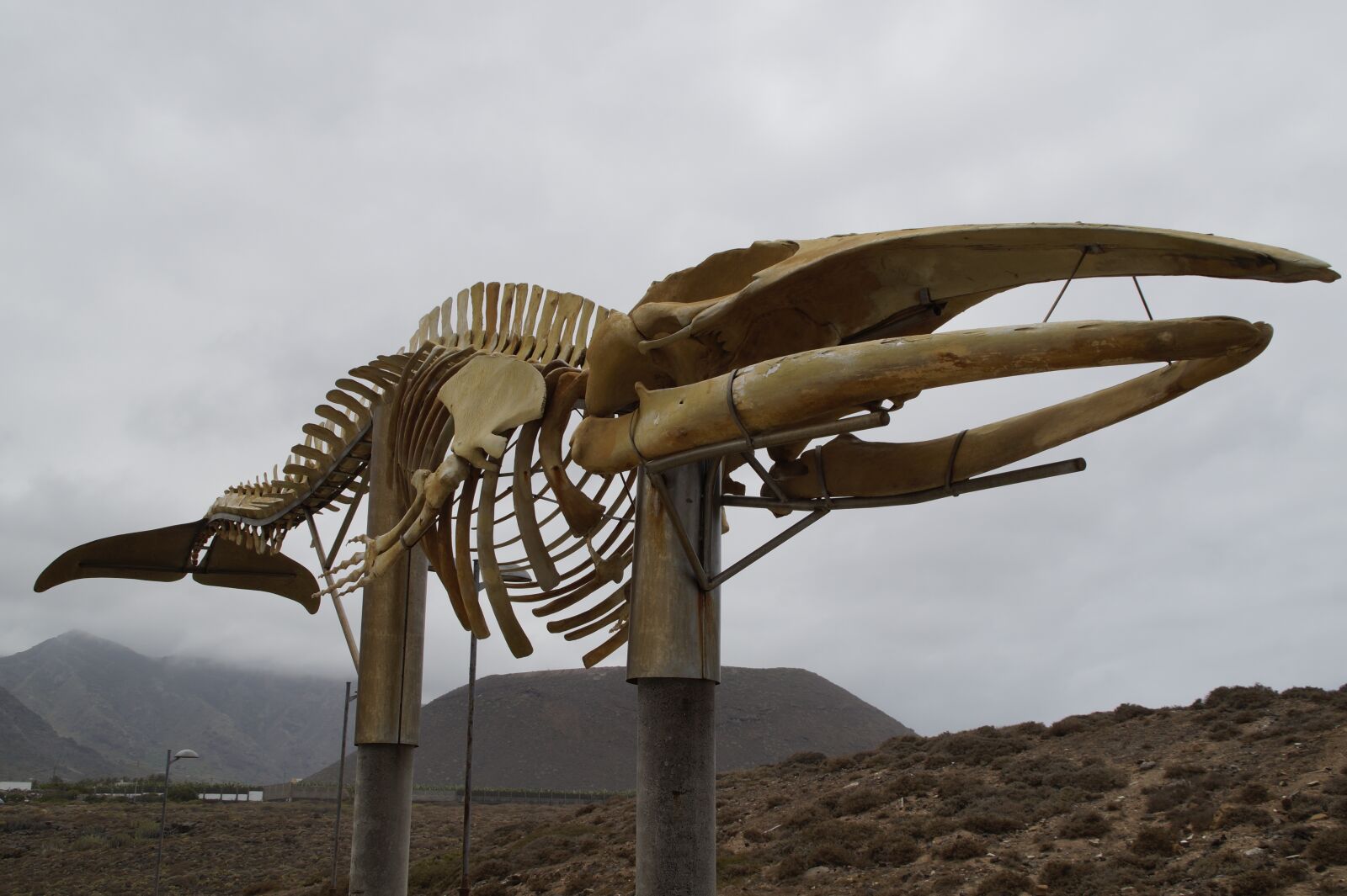 Sony SLT-A58 sample photo. Whale skeleton, skeleton, wal photography