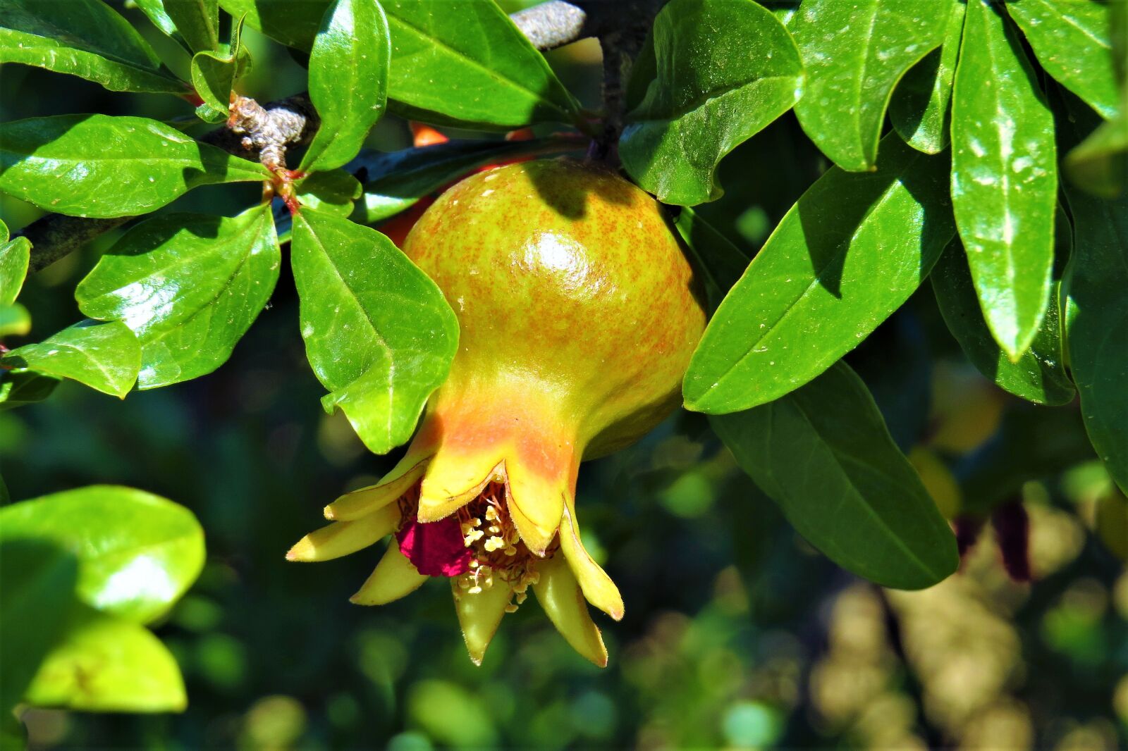 Canon PowerShot SX50 HS sample photo. Pomegranate, fruit, nature photography