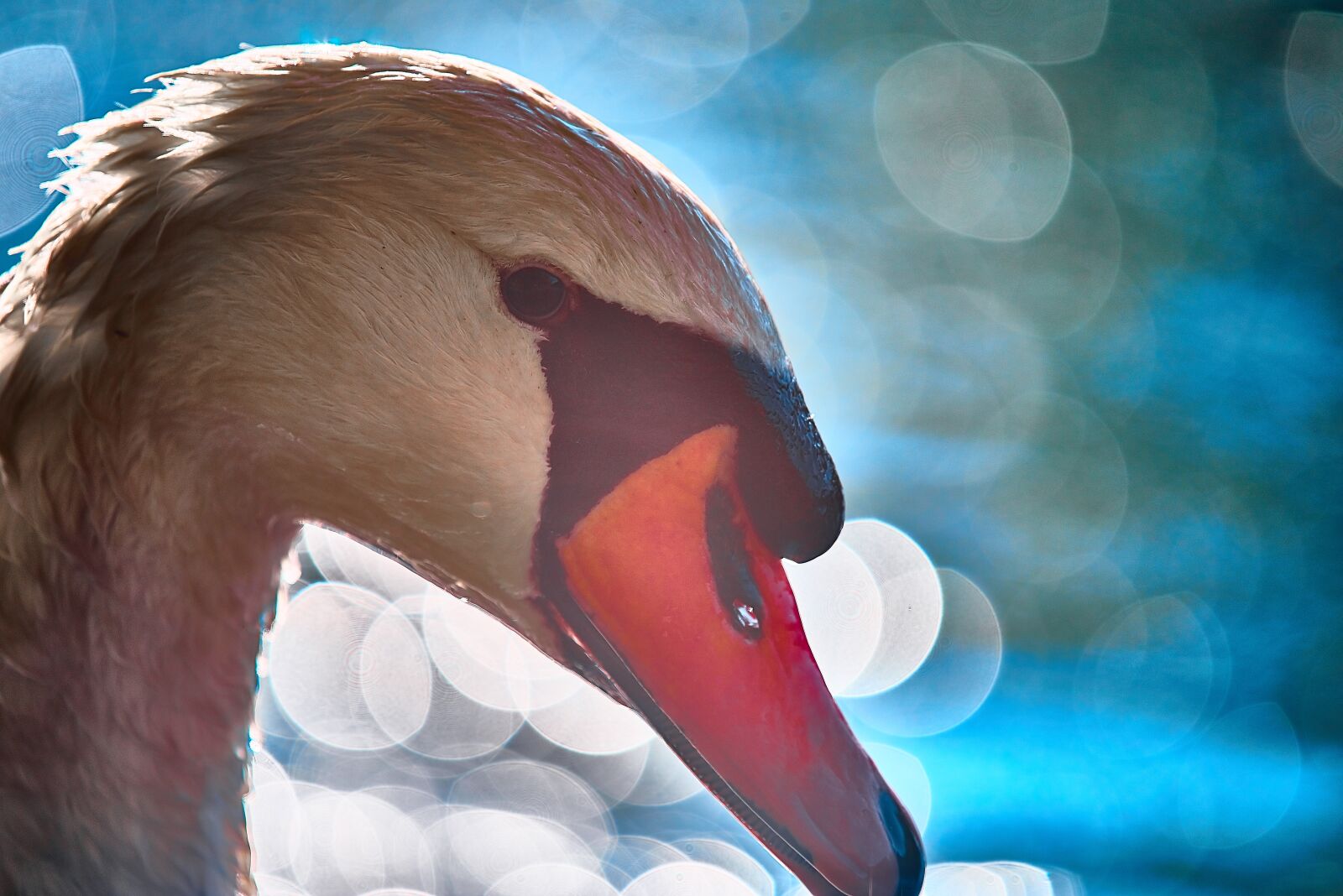 Nikon AF-S Nikkor 300mm f/4E PF ED VR sample photo. Swan, waters, a photography